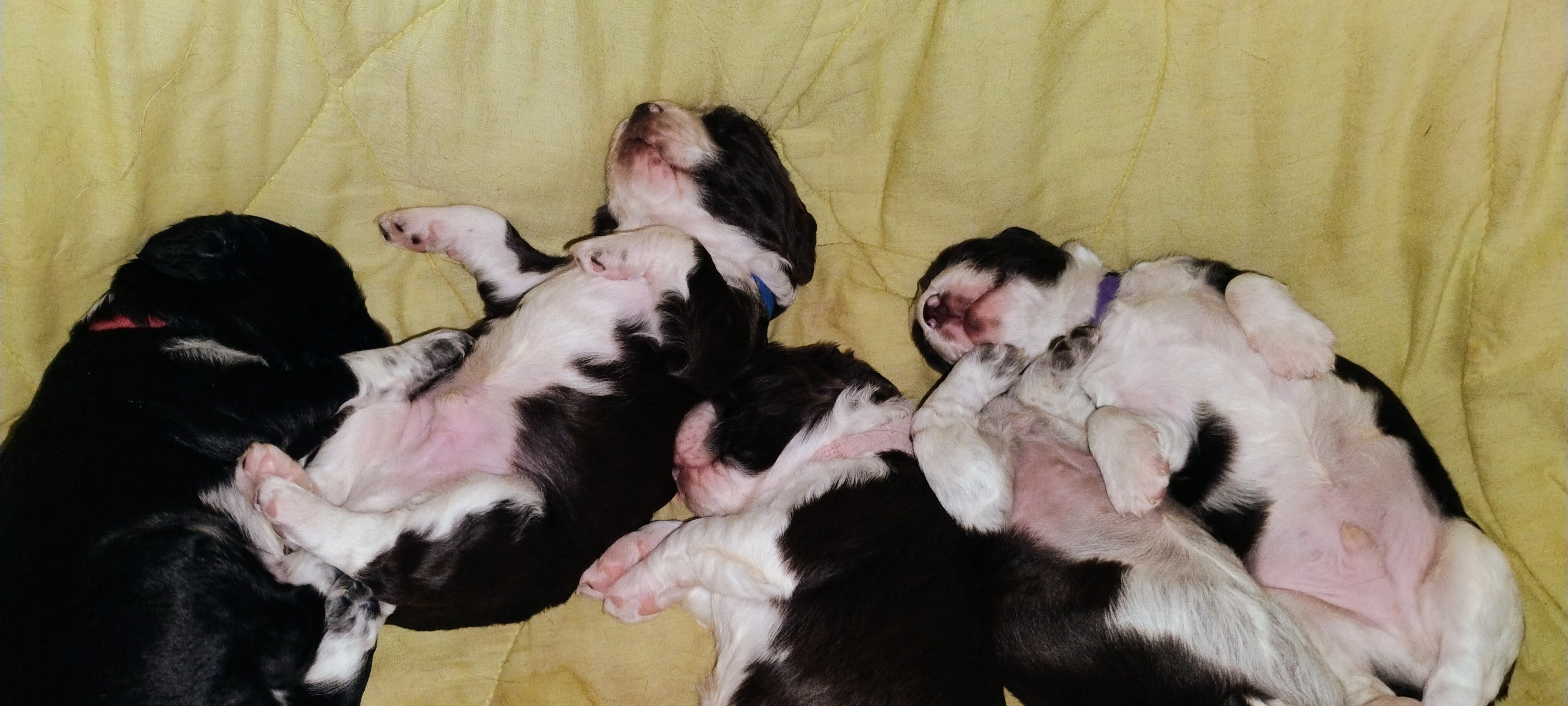 English Springer Spaniel image 3