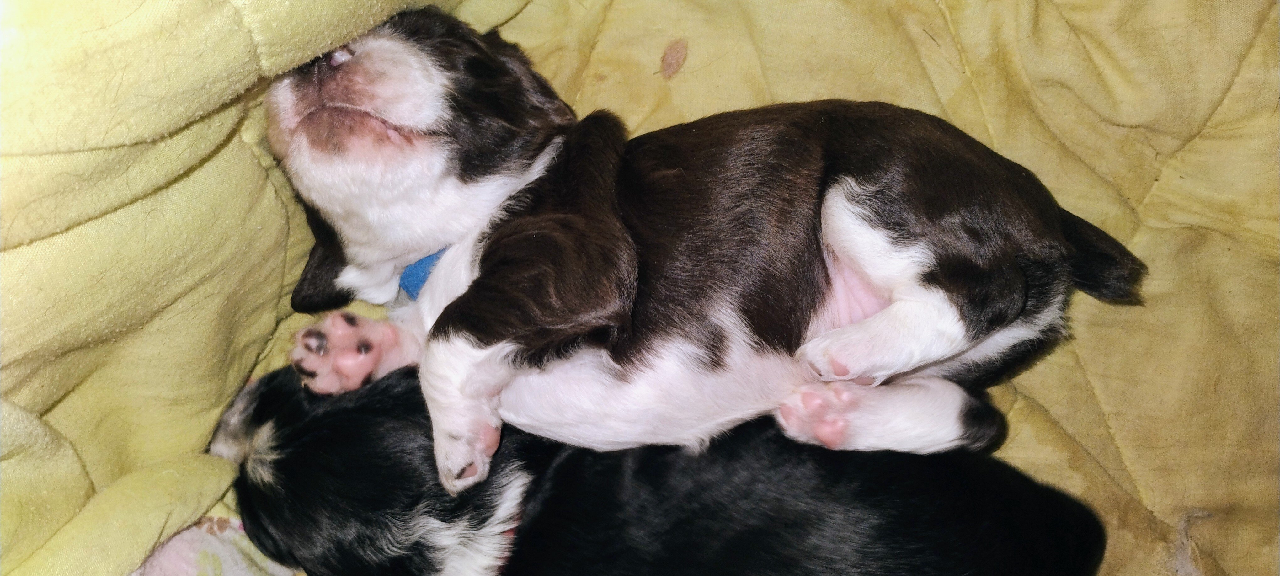 English Springer Spaniel image 2