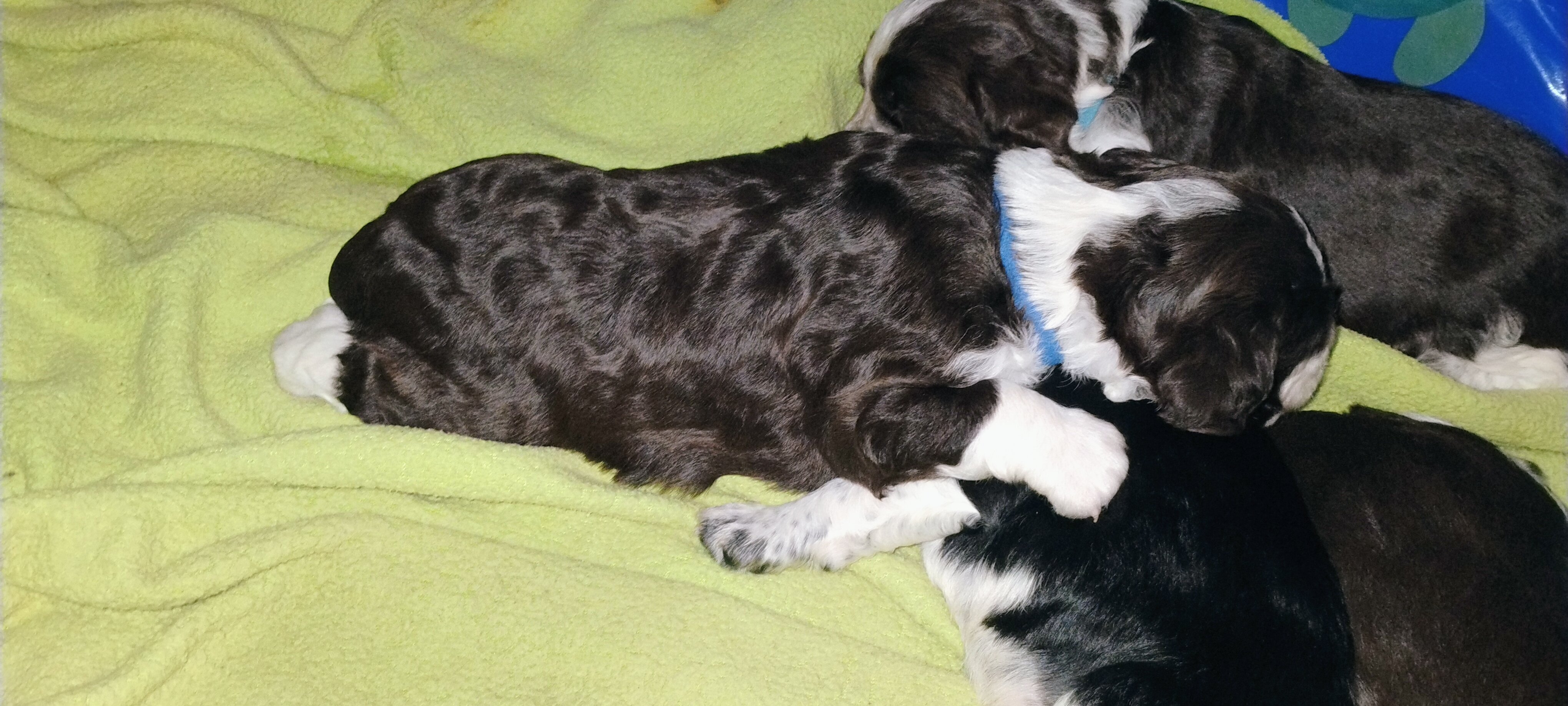 English Springer Spaniel image 1