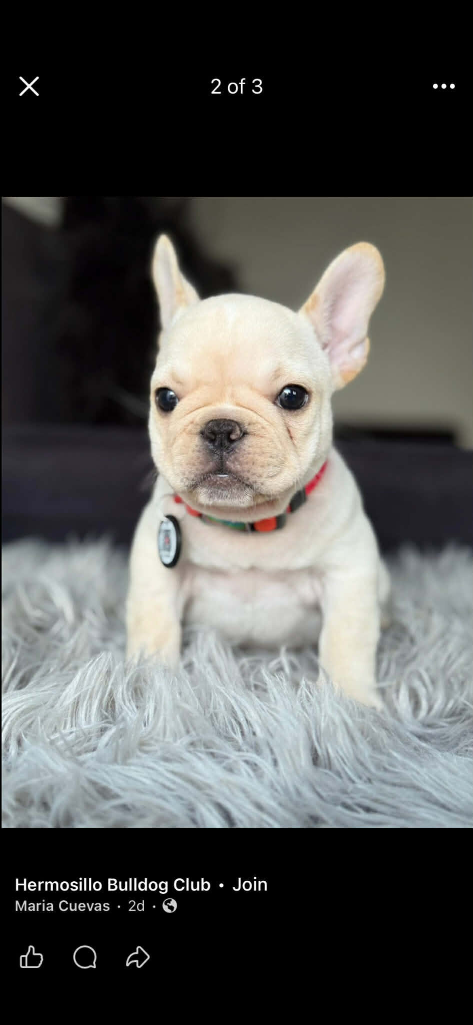 platinum french bulldog puppy image 2