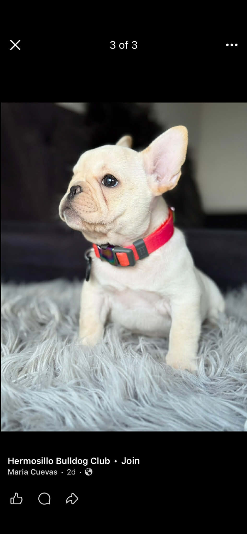 platinum french bulldog puppy image 1