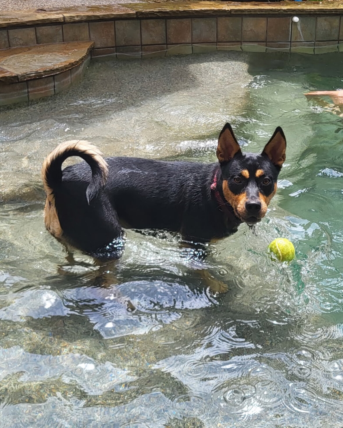 2 year old female Kelpie mix image 2