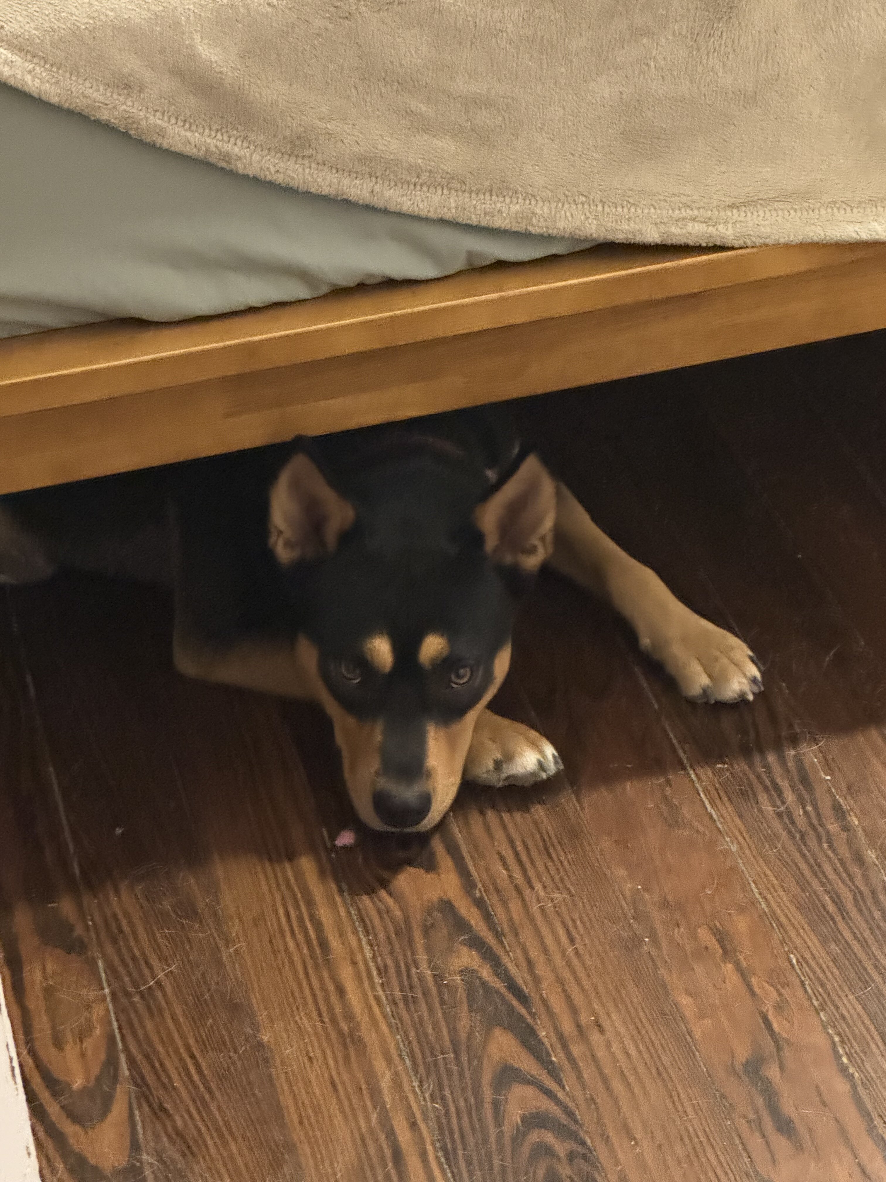2 year old female Kelpie mix image 3