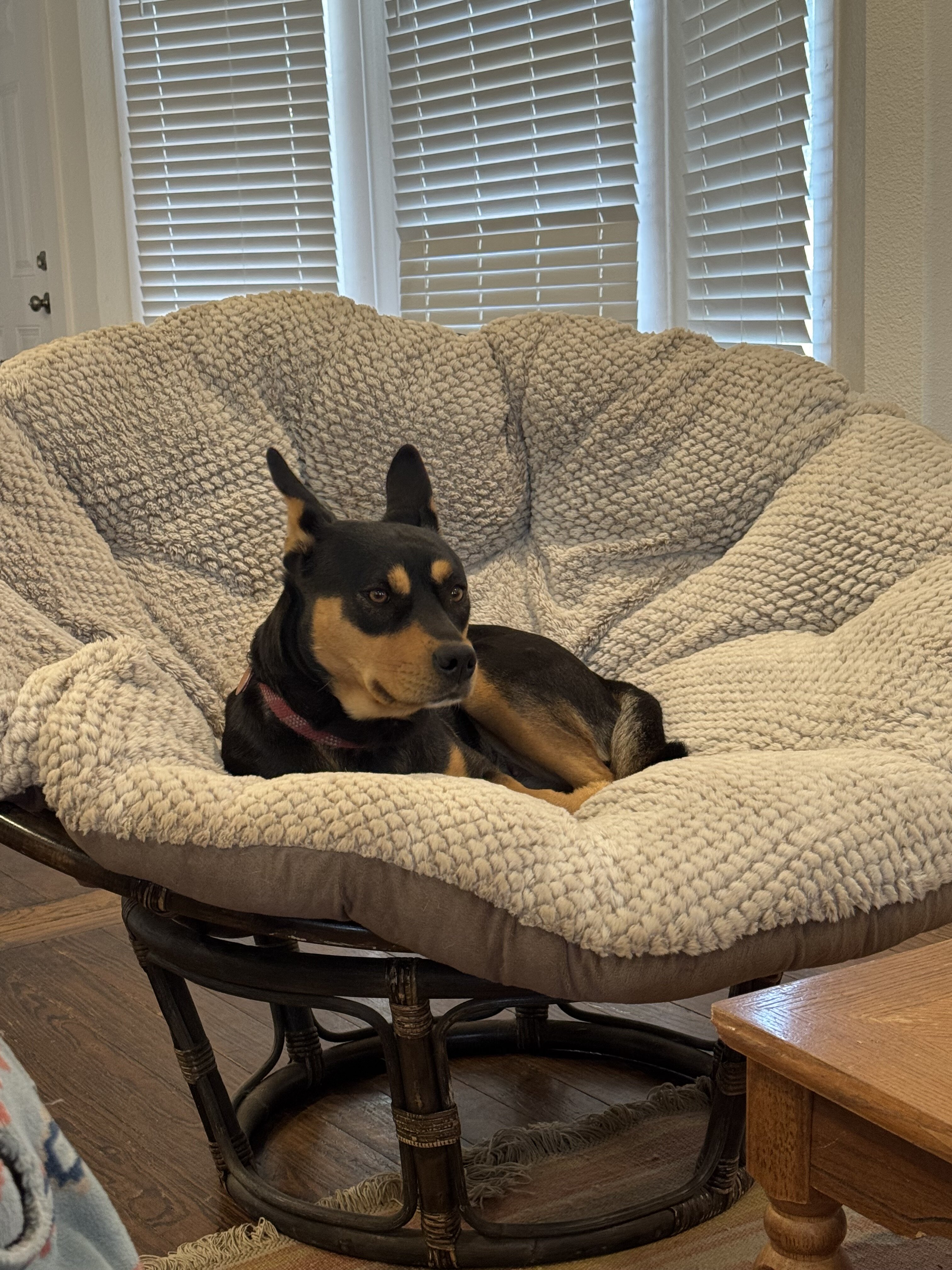 2 year old female Kelpie mix image 4