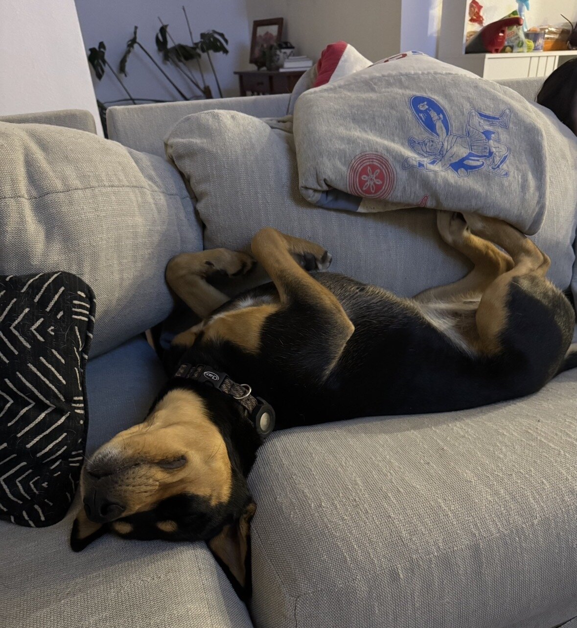 2 year old female Kelpie mix image 1