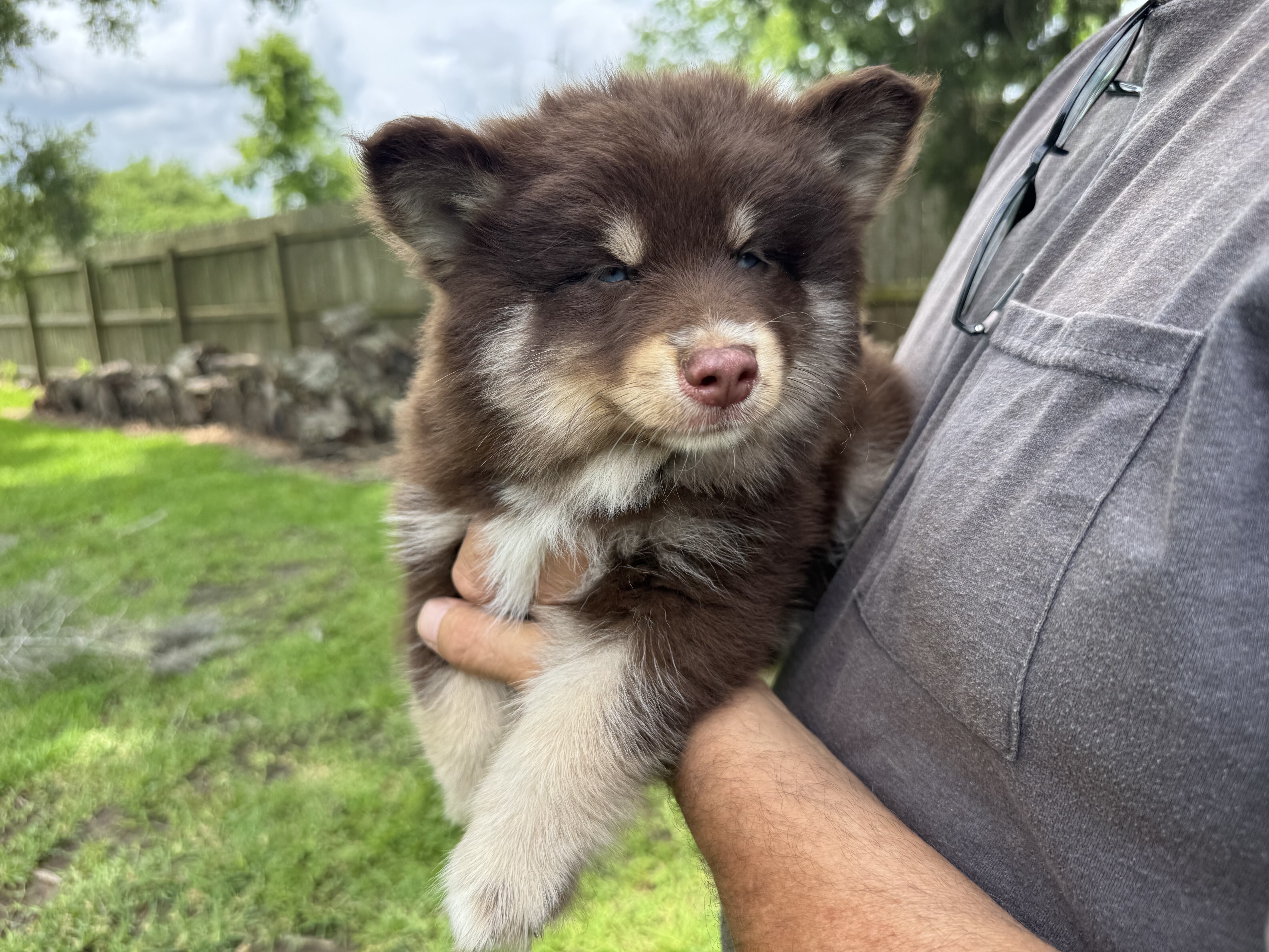 Enzo image 4