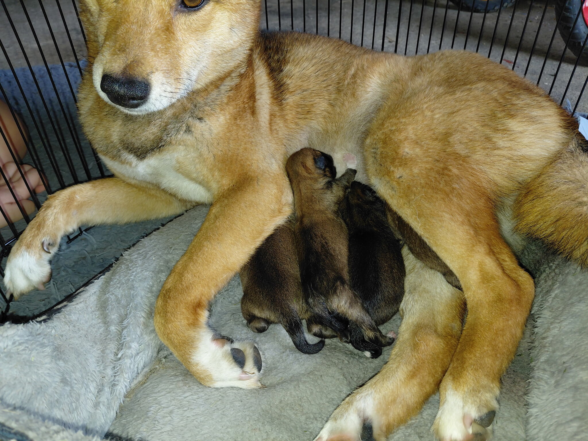 Shiba inu  puppies image 1