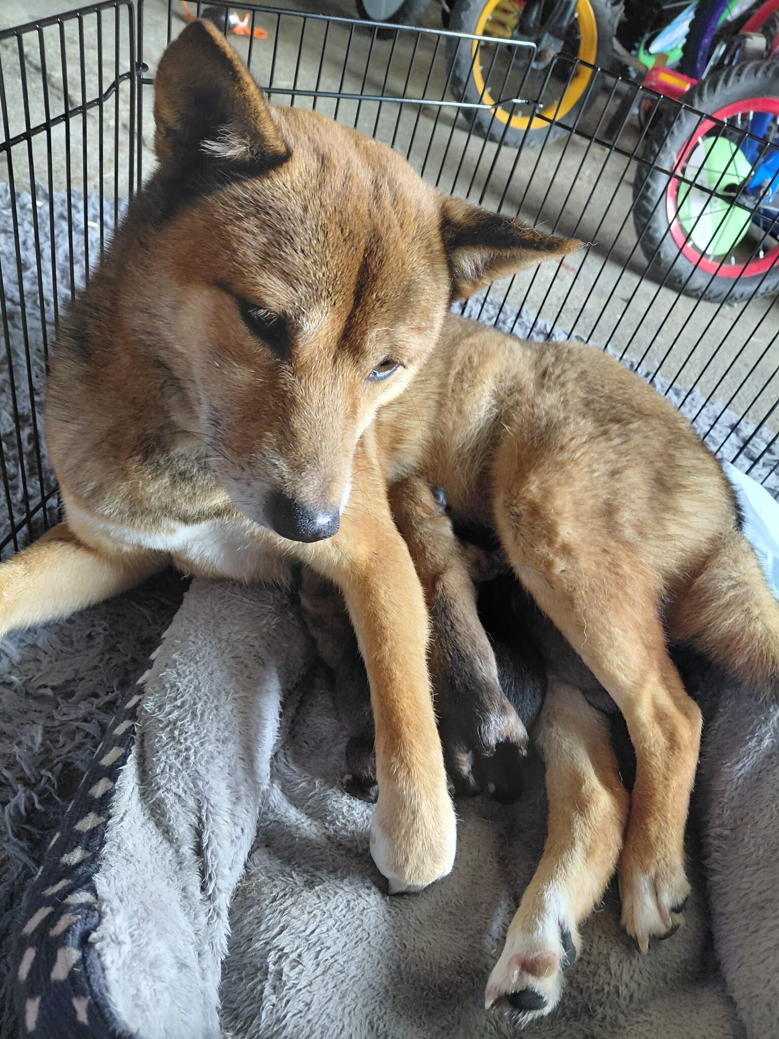 Shiba inu  puppies image 2