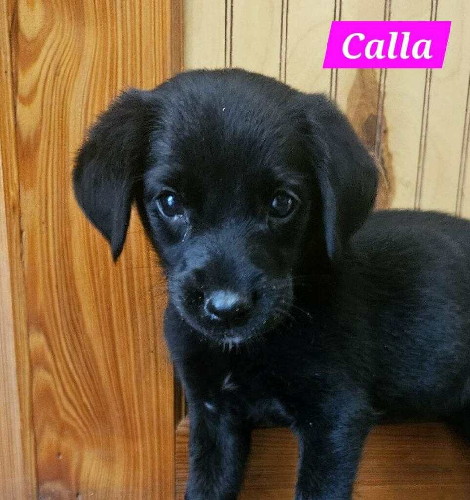 Ckc reg black lab female image 2
