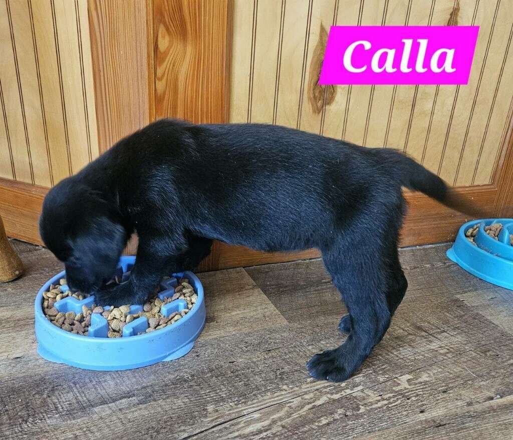 Ckc reg black lab female image 1