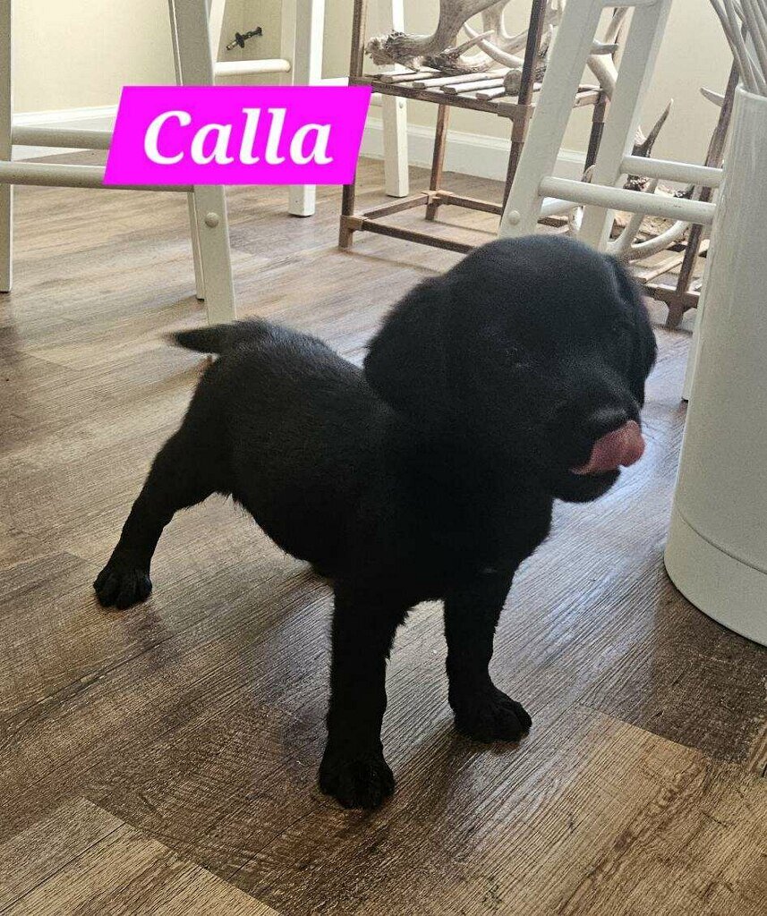 Ckc reg black lab female image 3