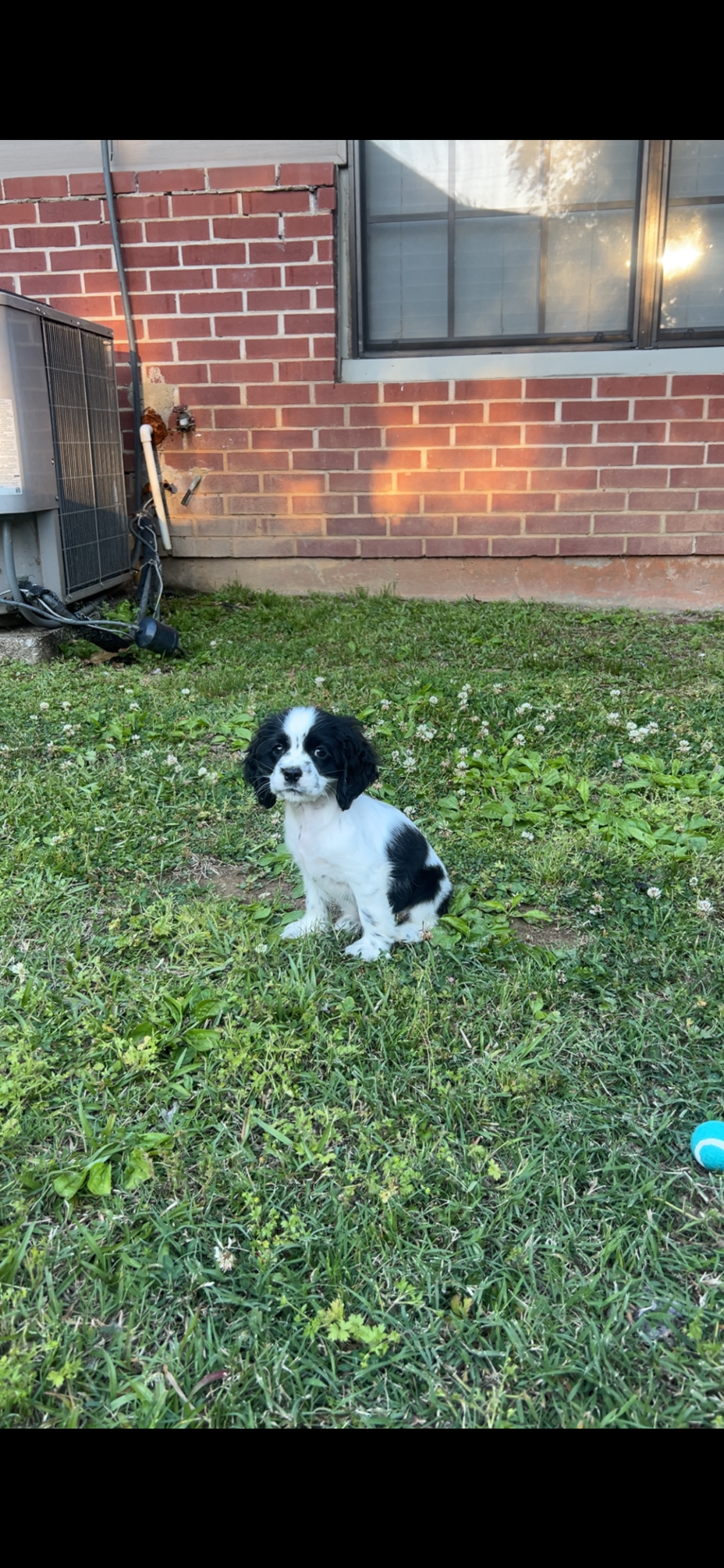 American Cocker Spaniel image 1