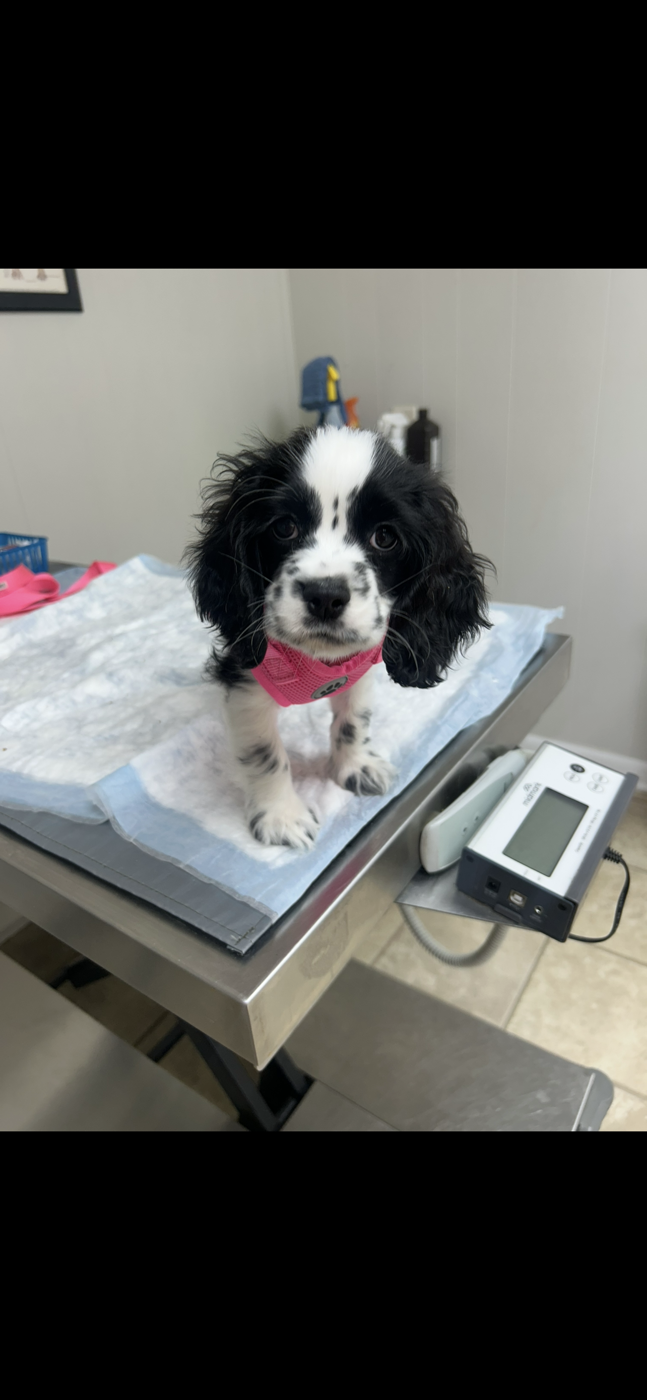 American Cocker Spaniel image 2