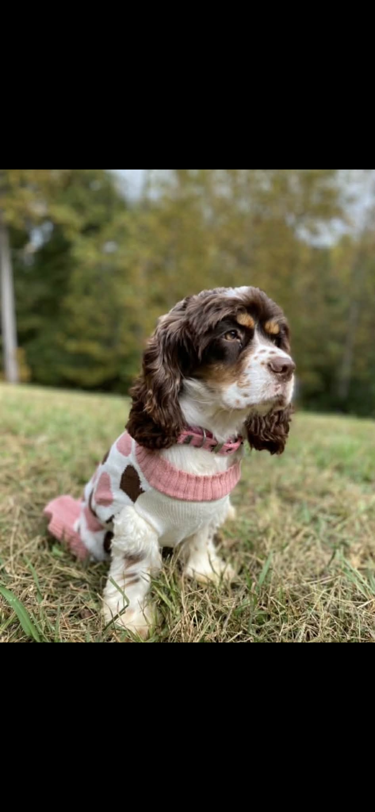 American Cocker Spaniel image 3