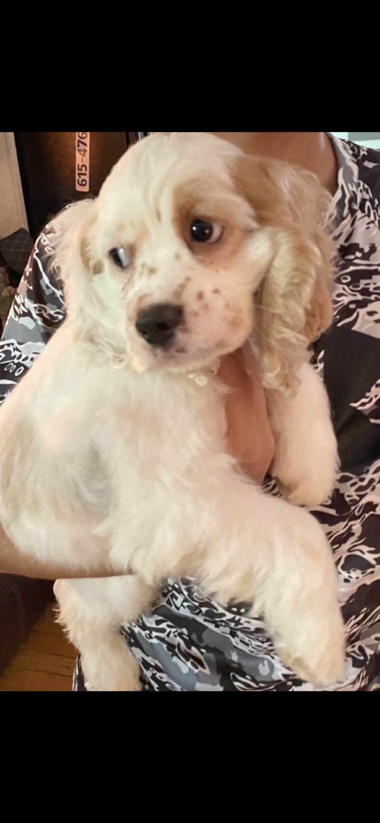 American Cocker Spaniel image 4