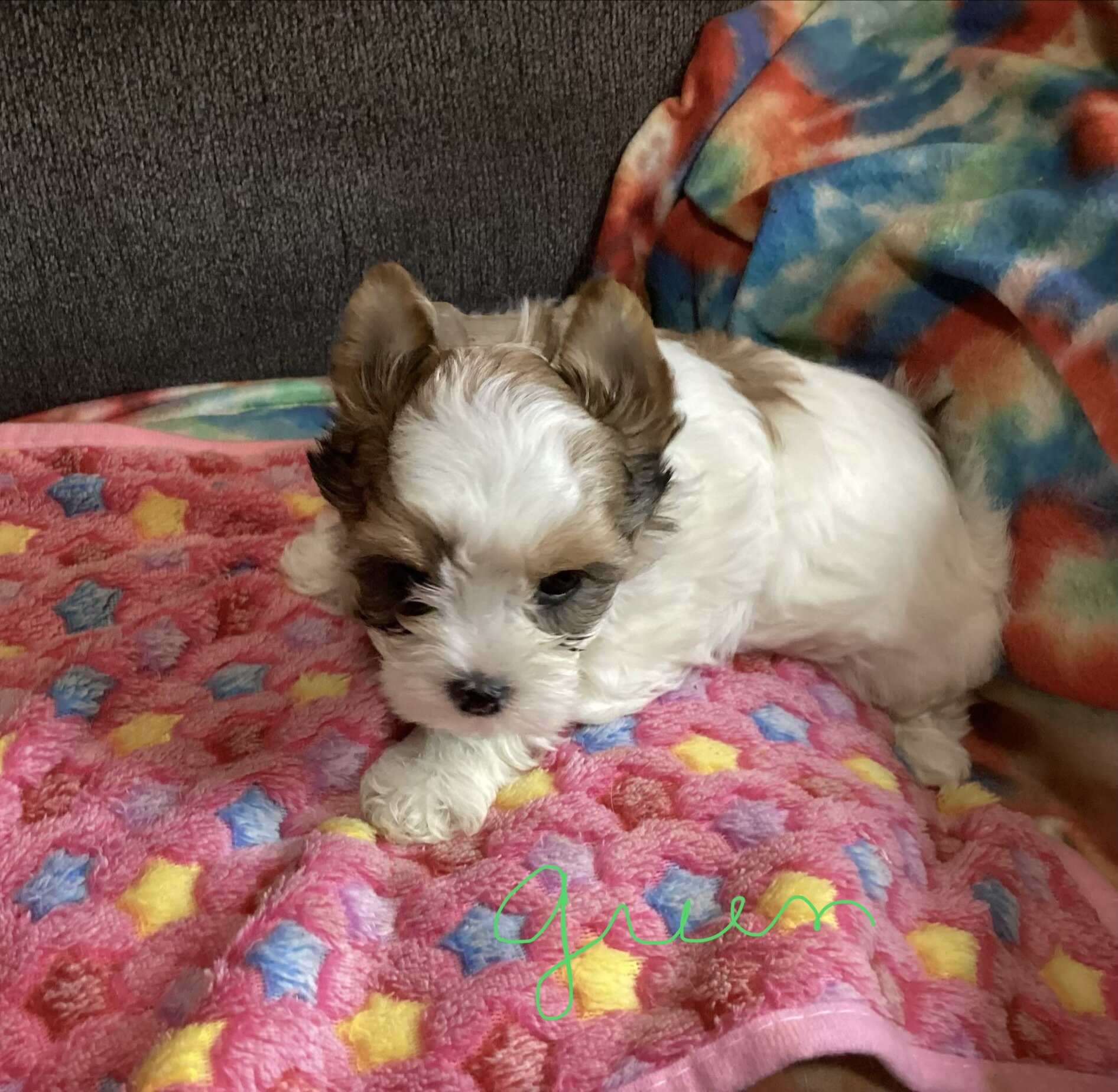 CKC biewer Yorkies image 1