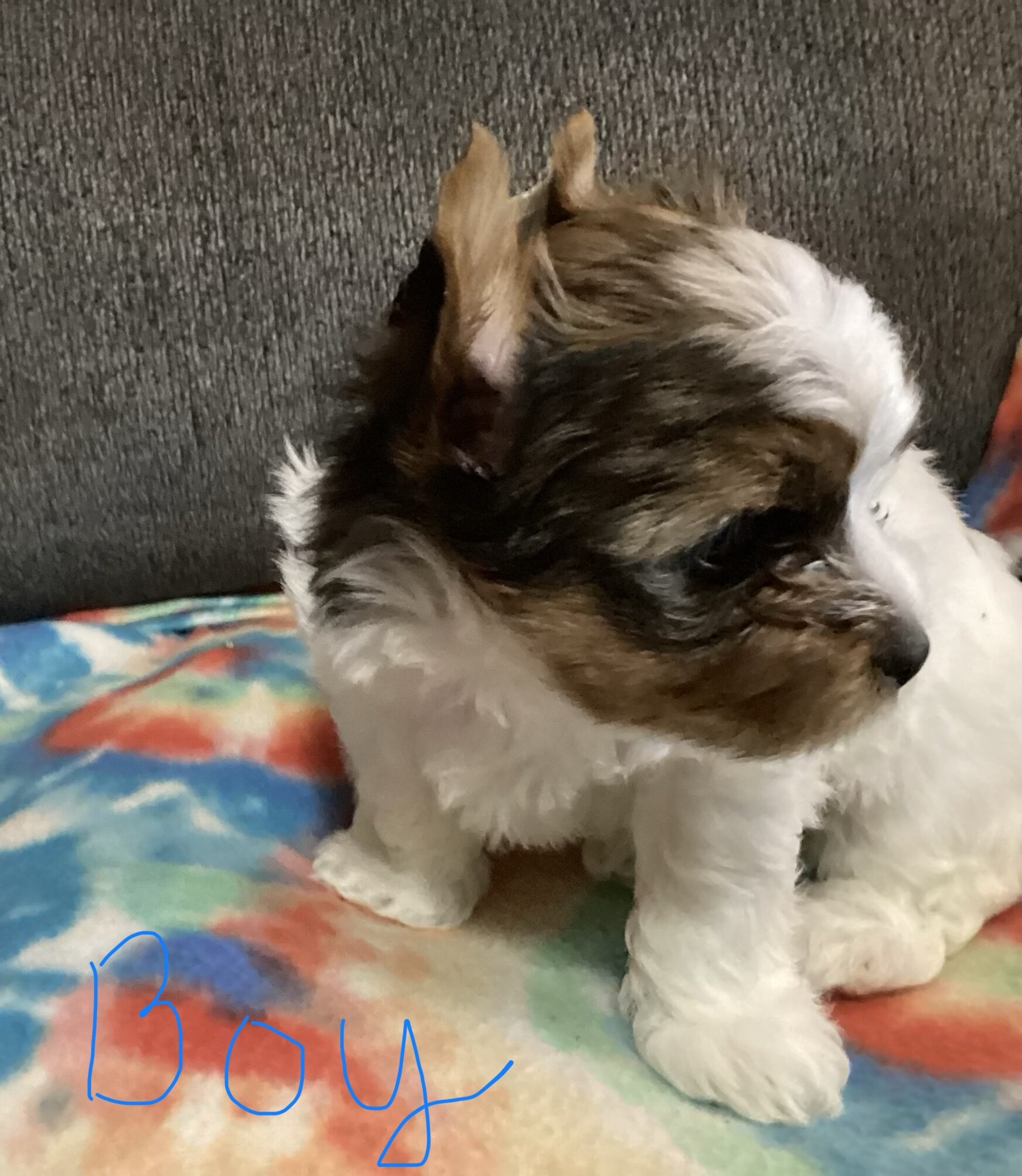 CKC biewer Yorkies image 2
