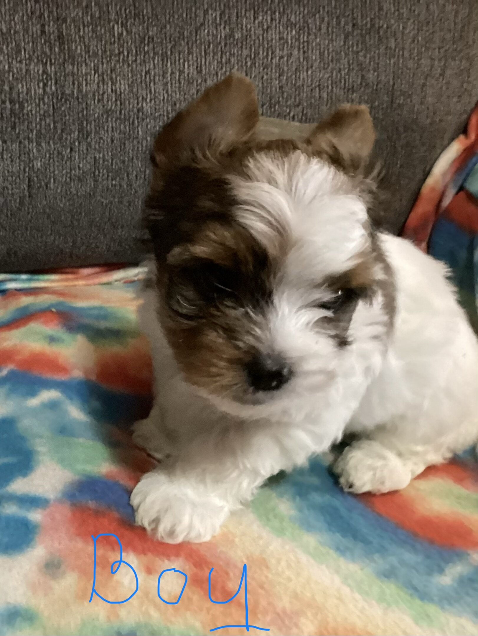 CKC biewer Yorkies image 3