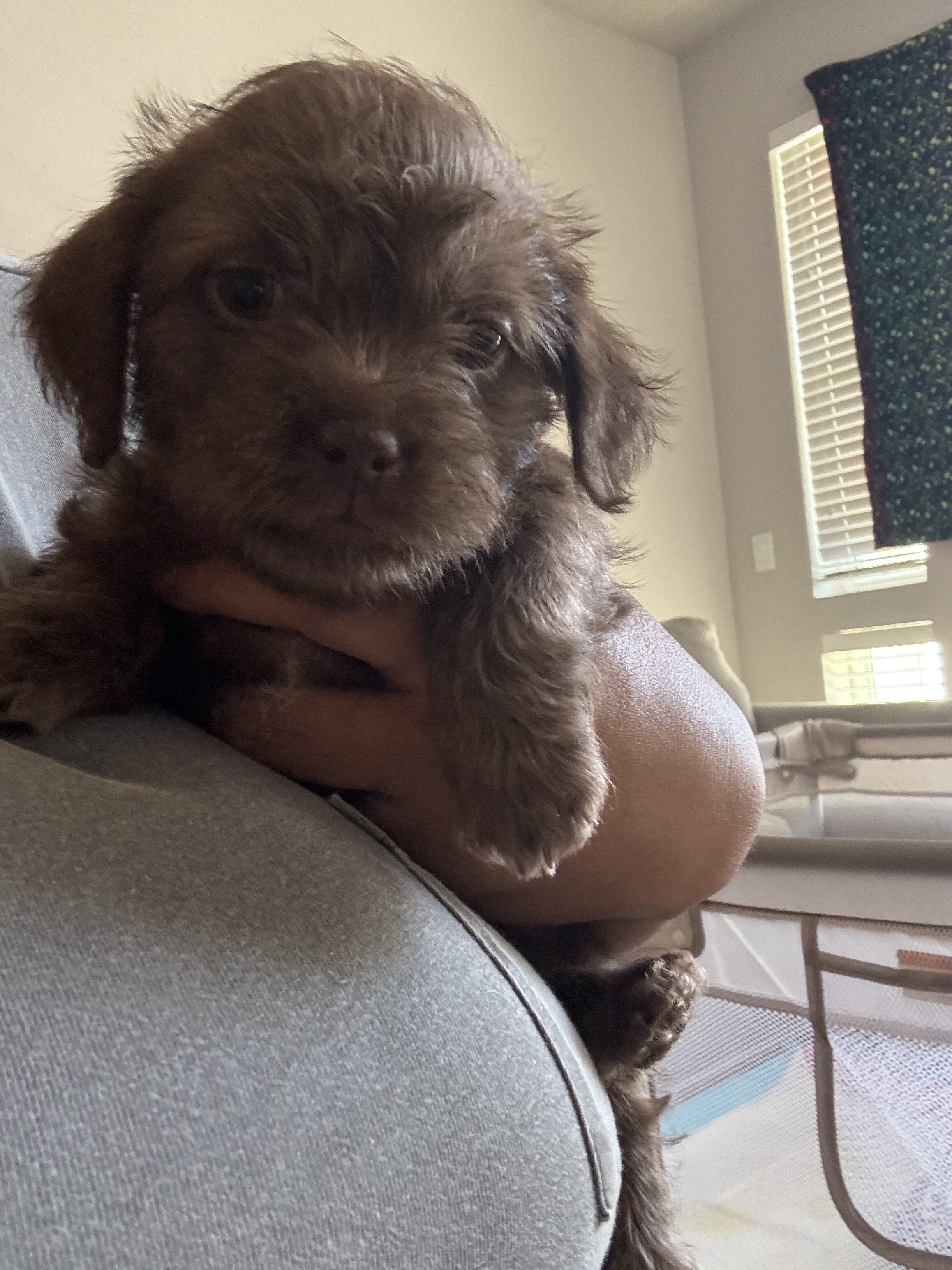 Puppy - Shih Tzu Pomeranian image 3