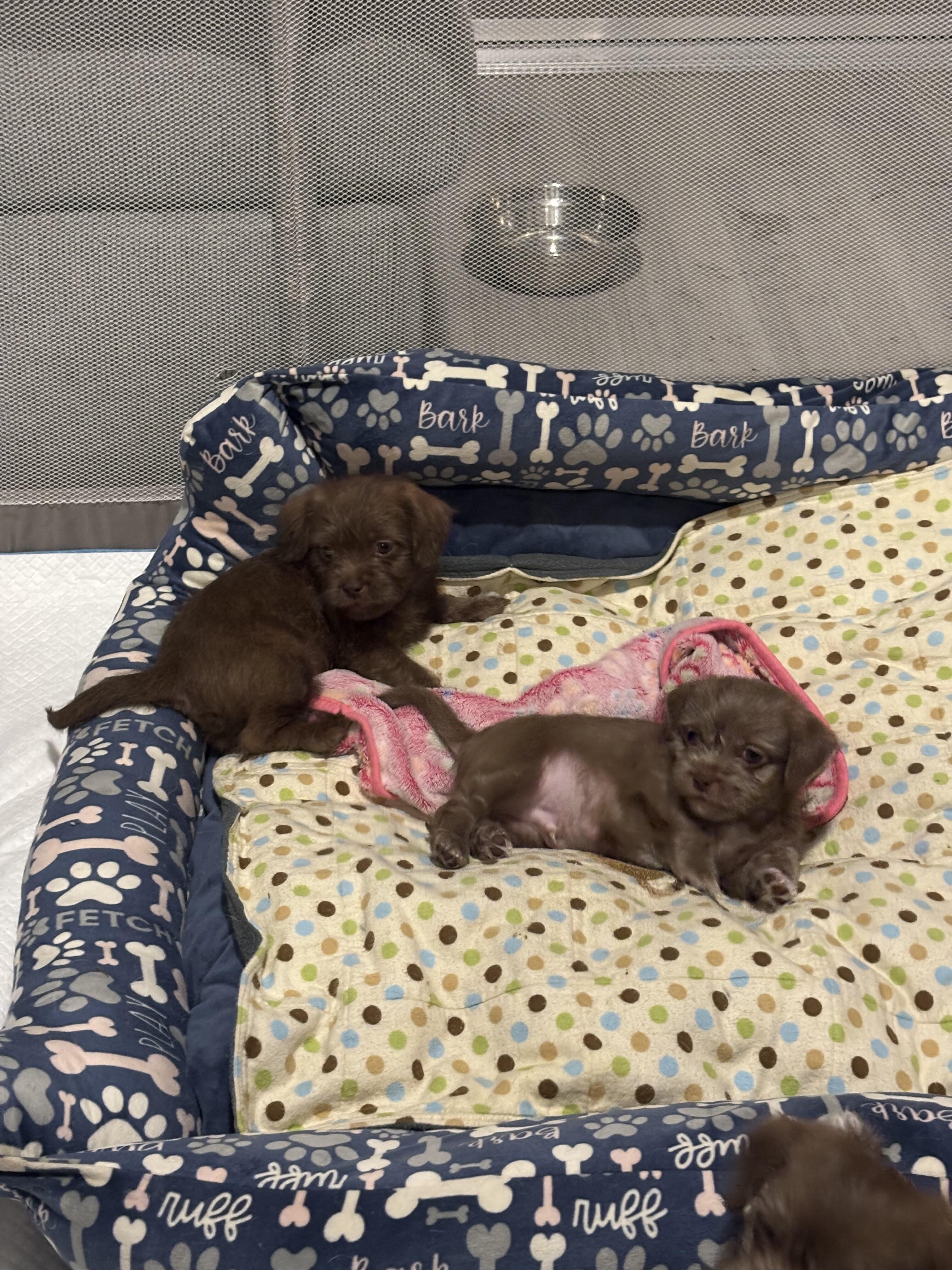 Puppy - Shih Tzu Pomeranian image 2