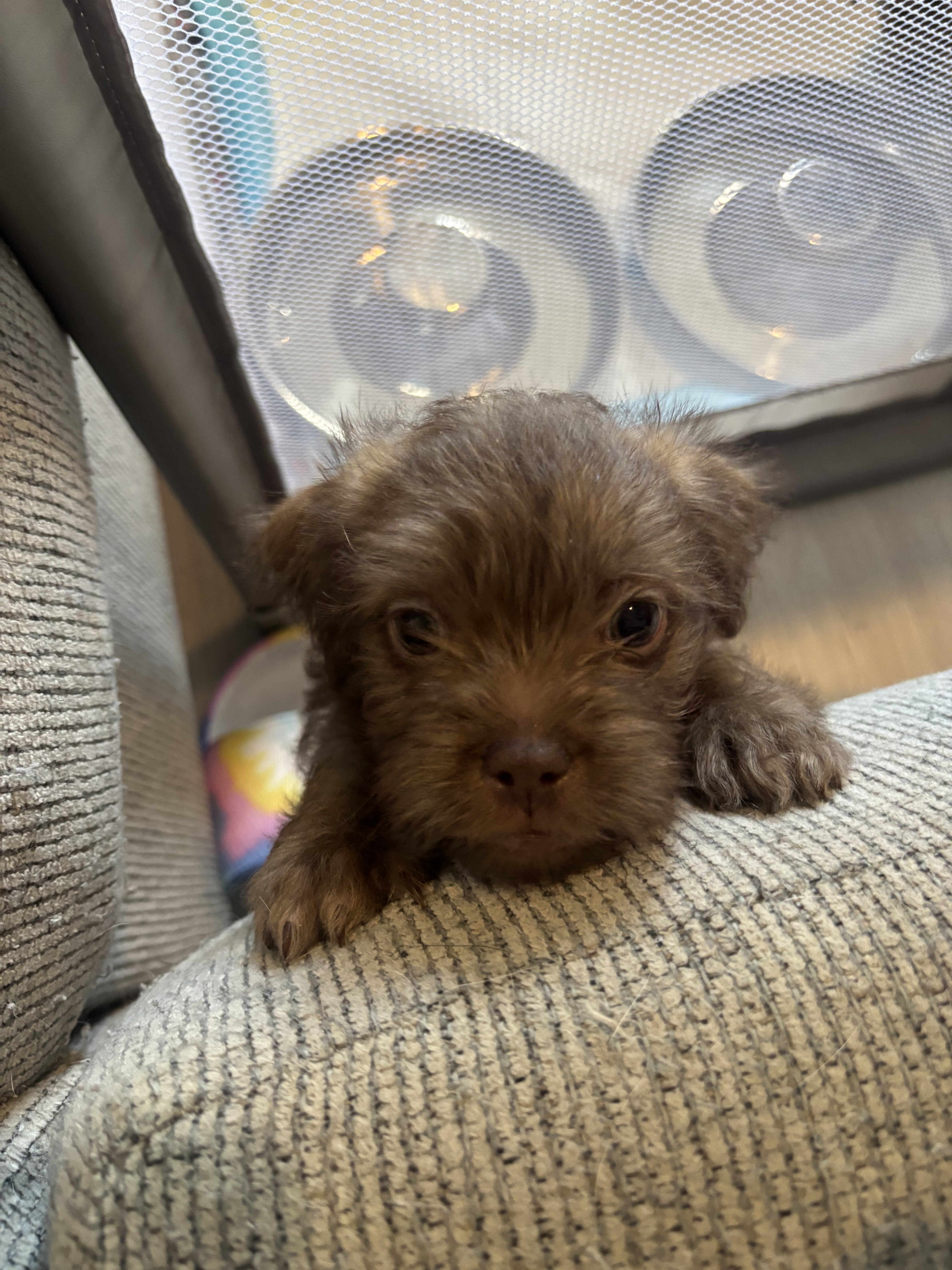 Puppy - Shih Tzu Pomeranian image 1
