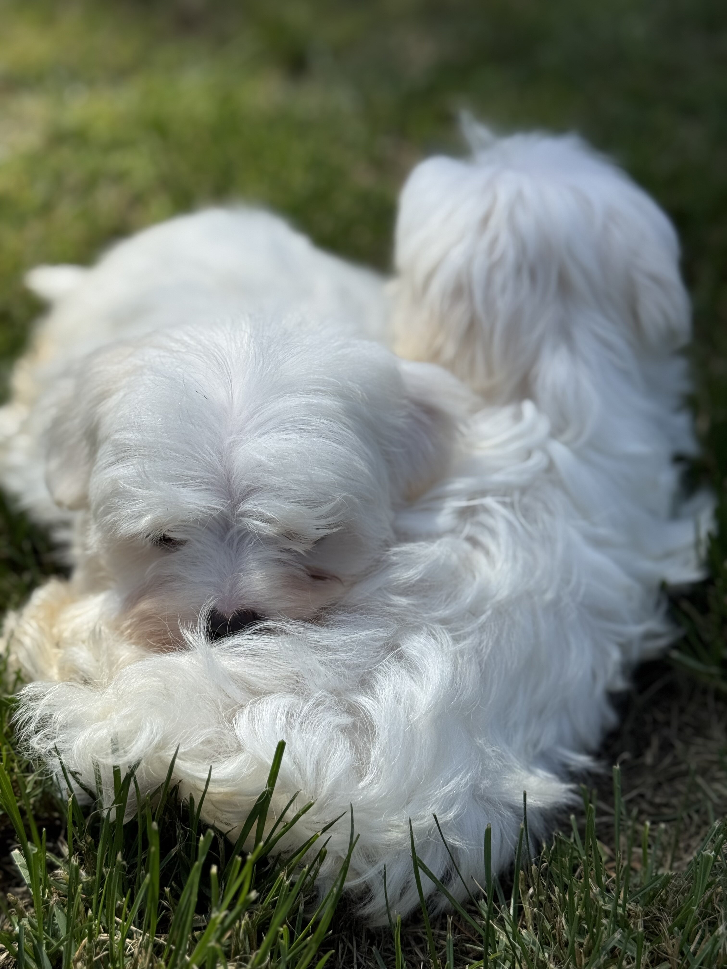 Maltese puppies image 4