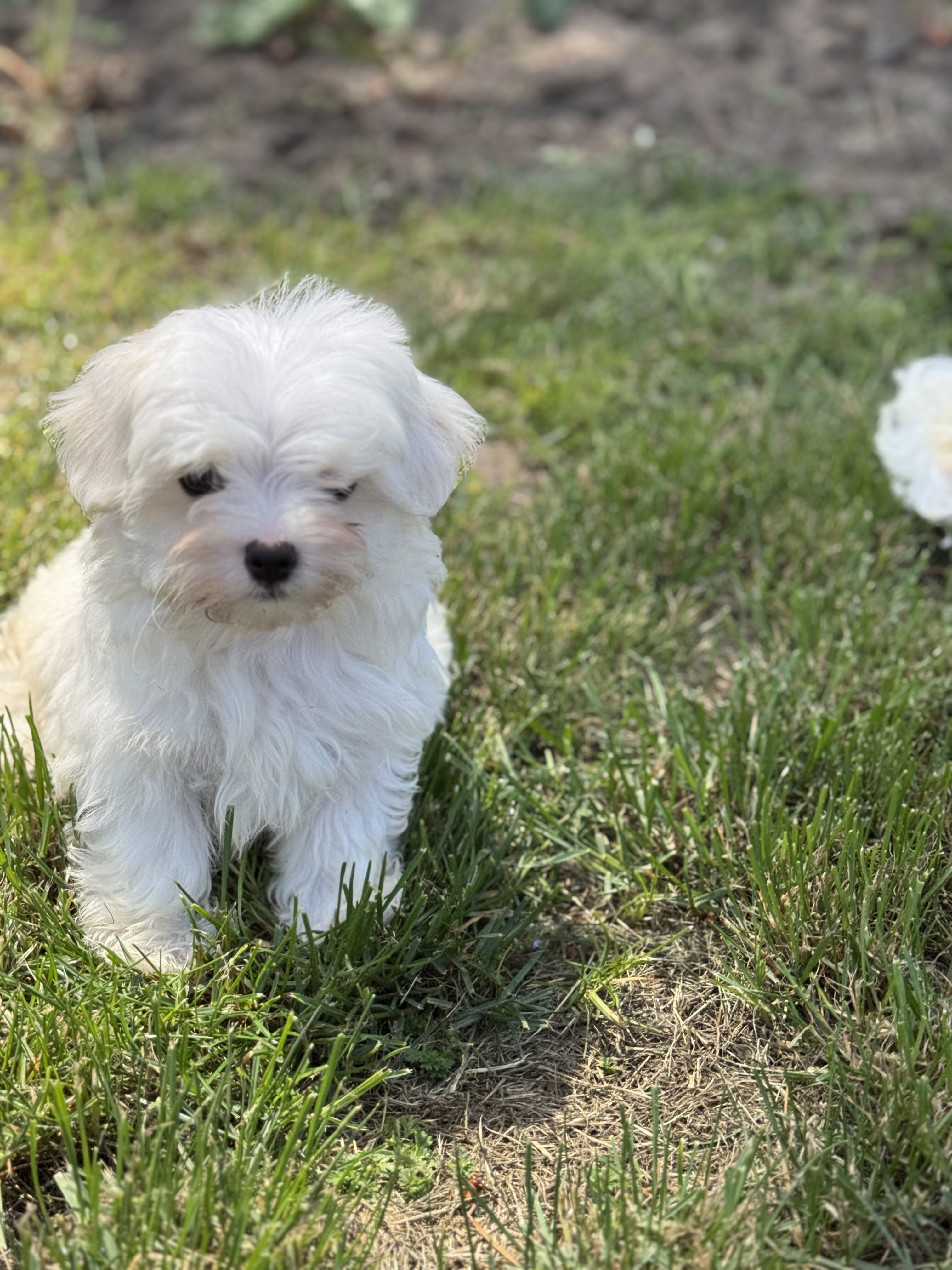 Maltese puppies image 7