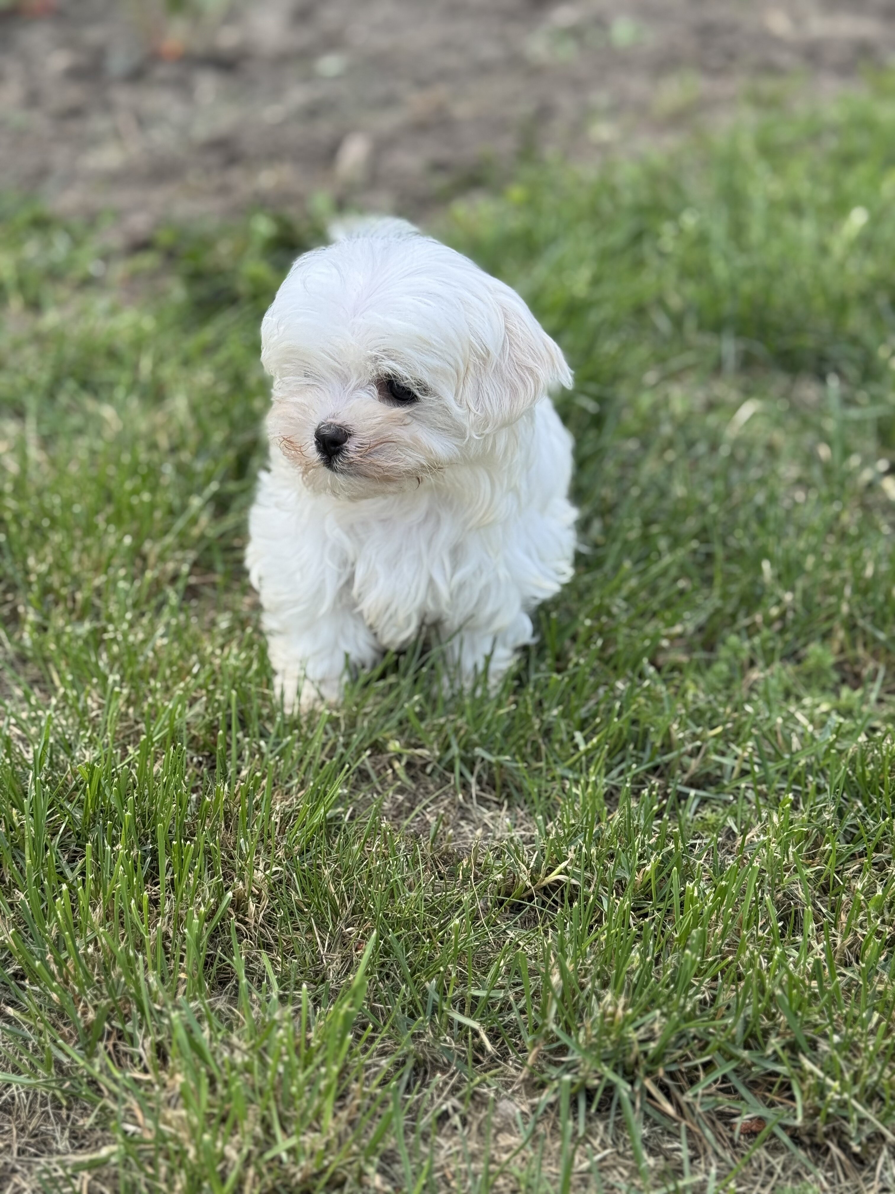 Maltese puppies image 1