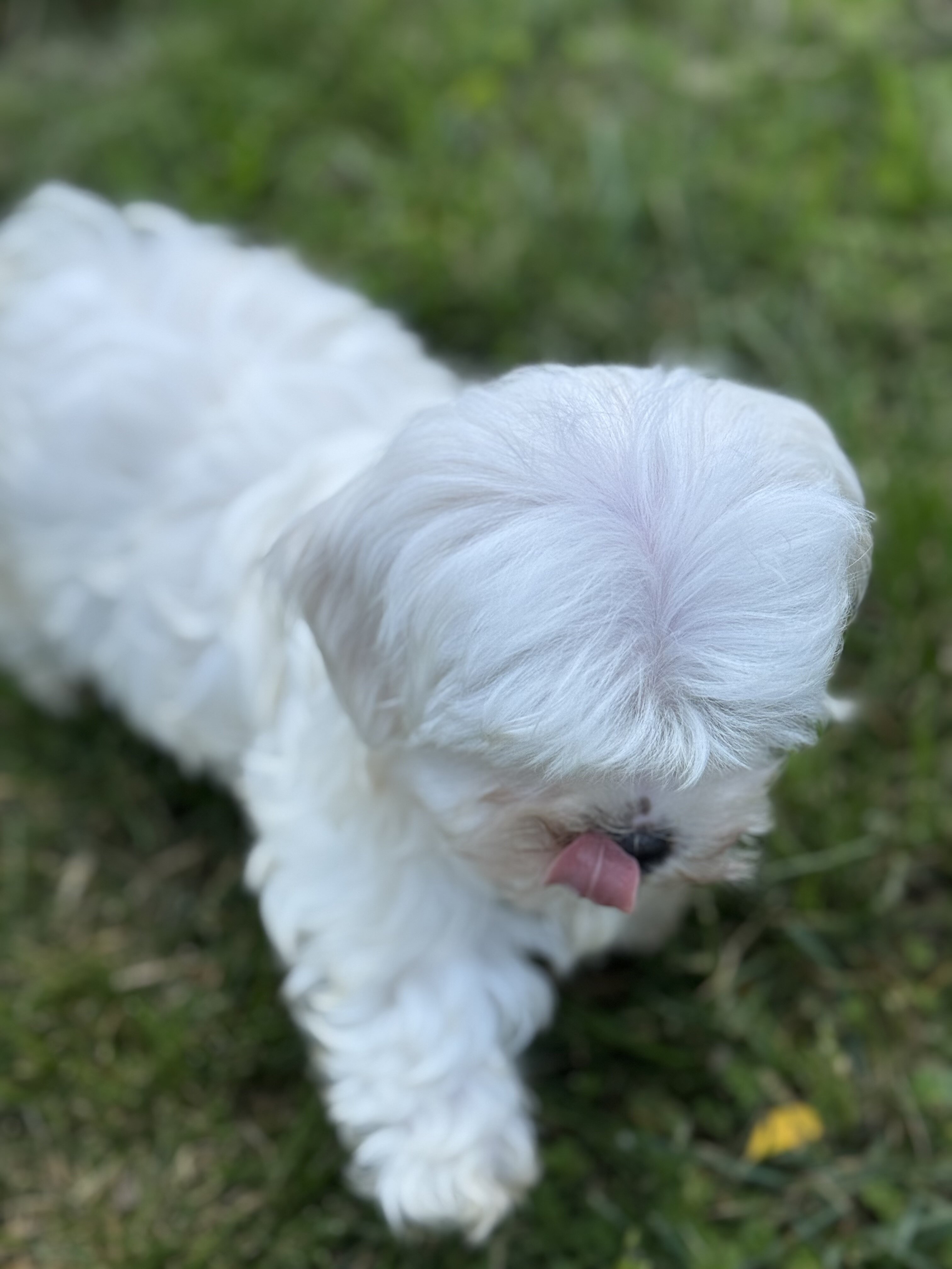 Maltese puppies image 5