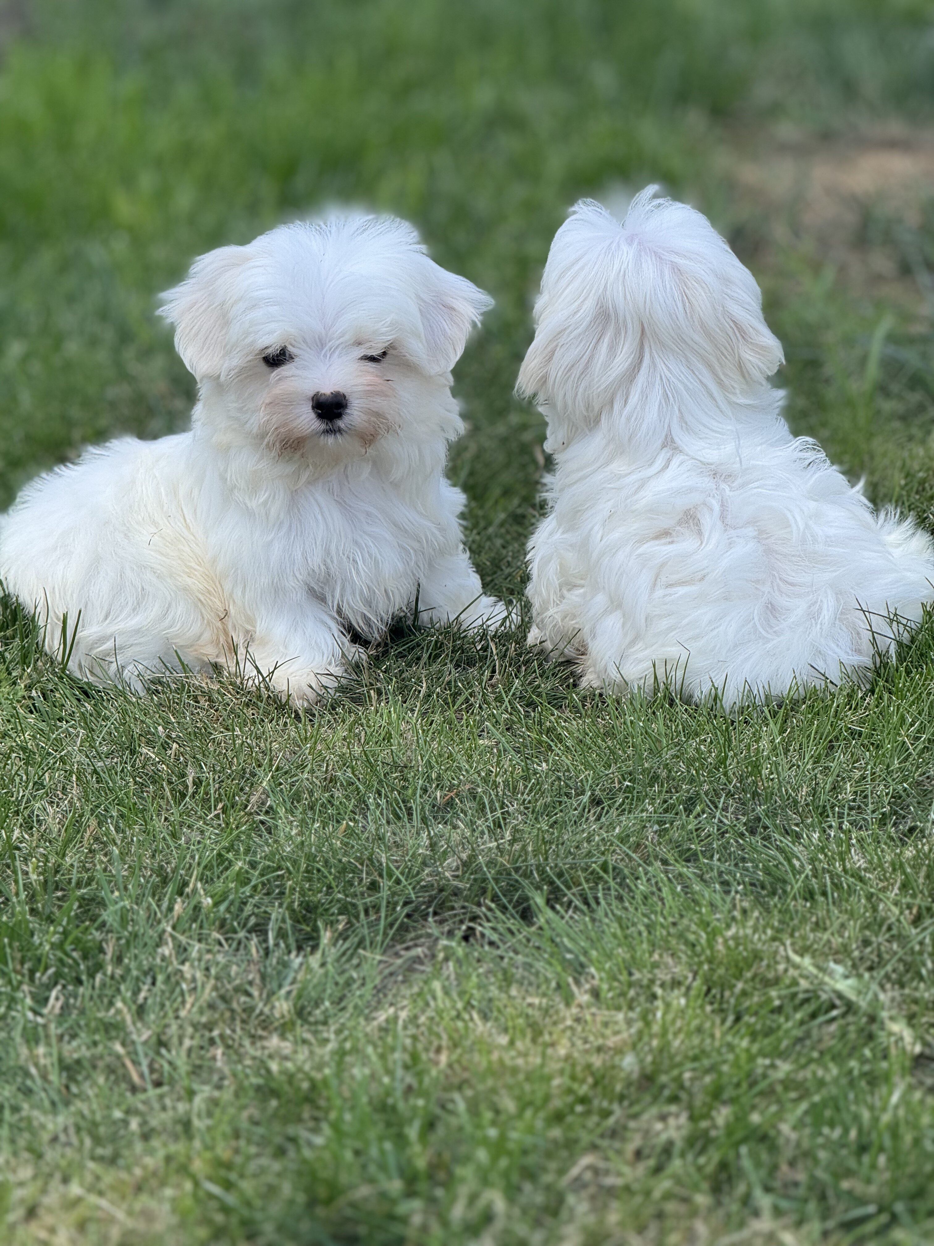 Maltese puppies image 3