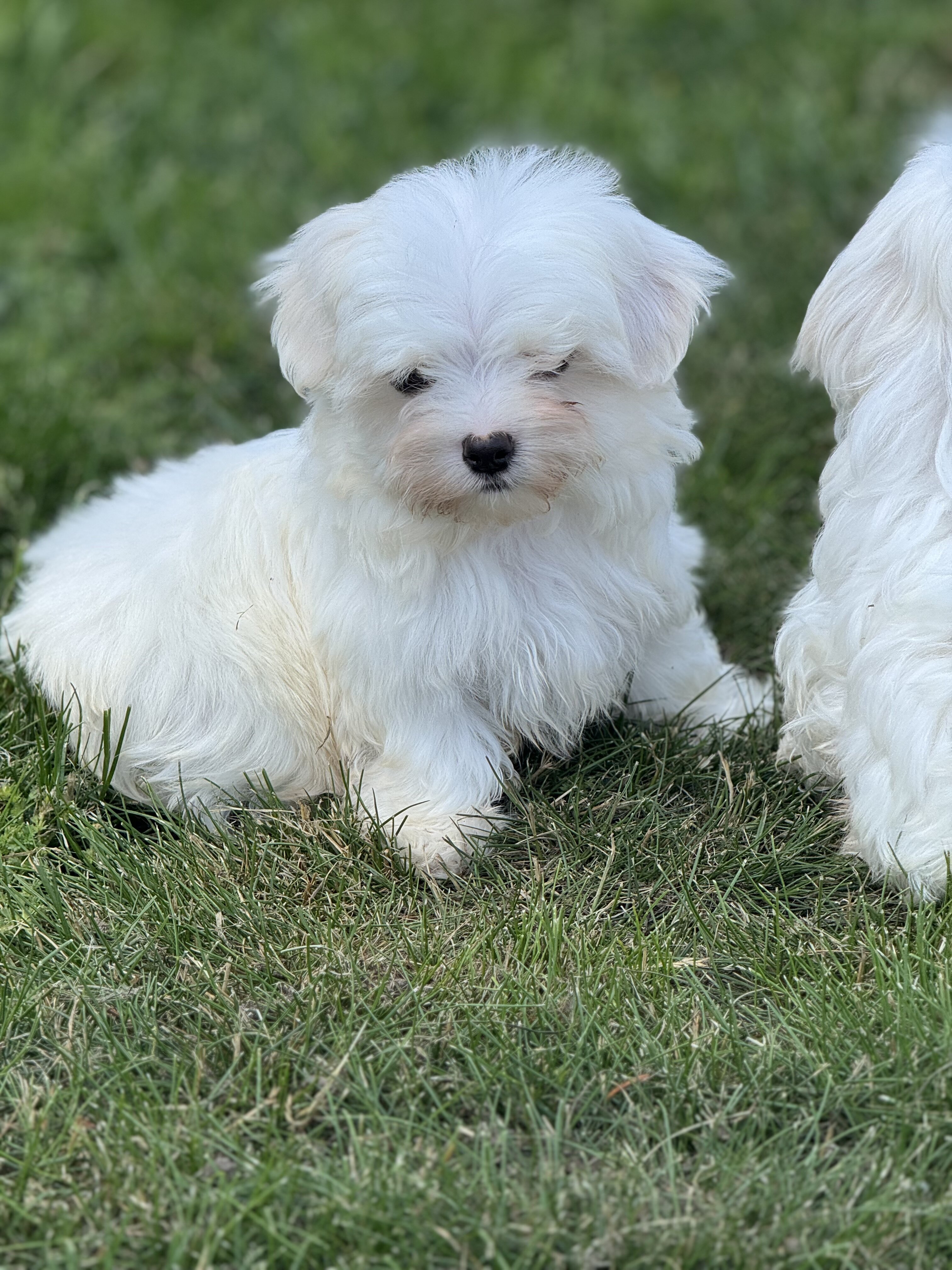 Maltese puppies image 6