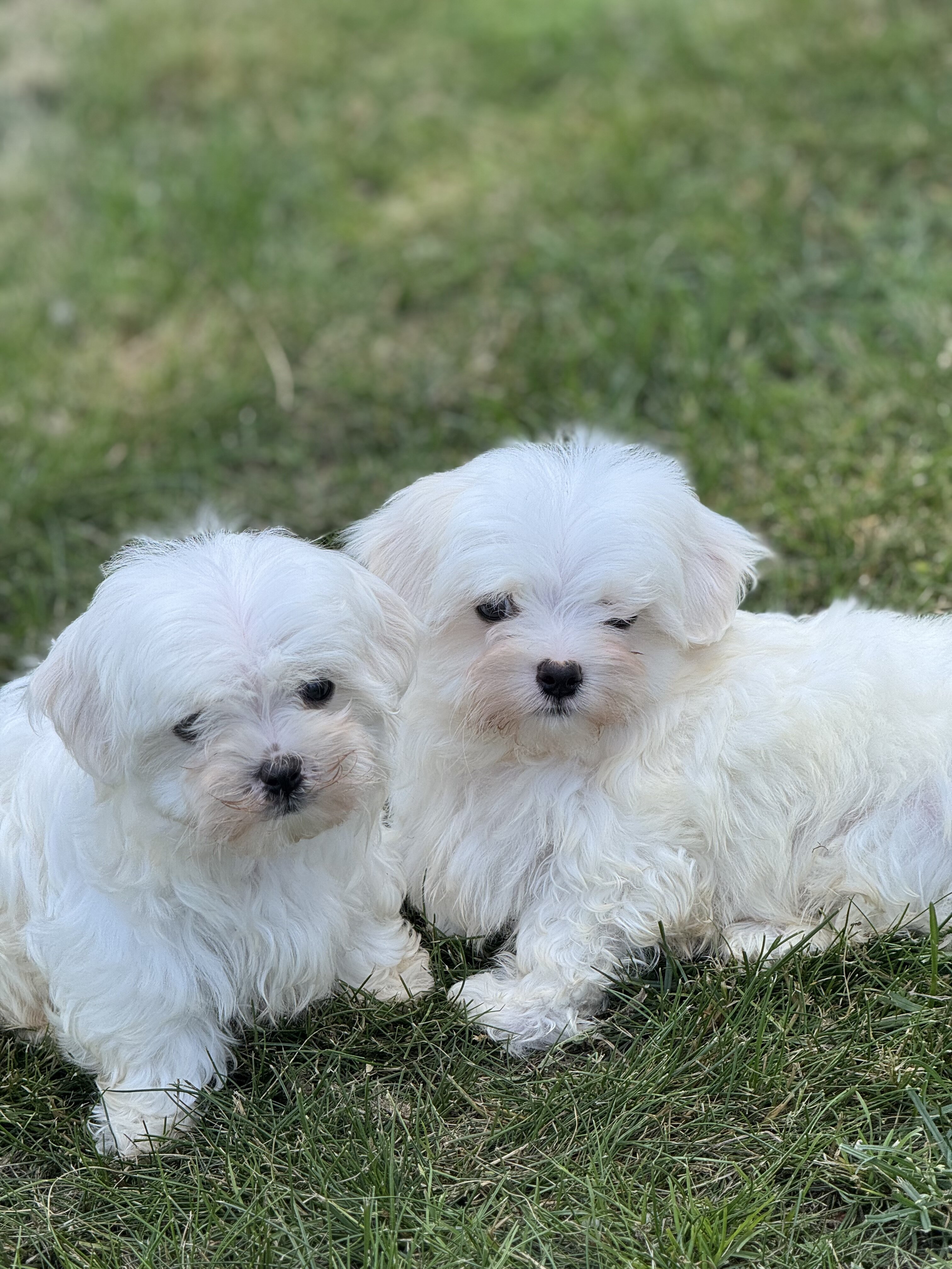 Maltese puppies image 8