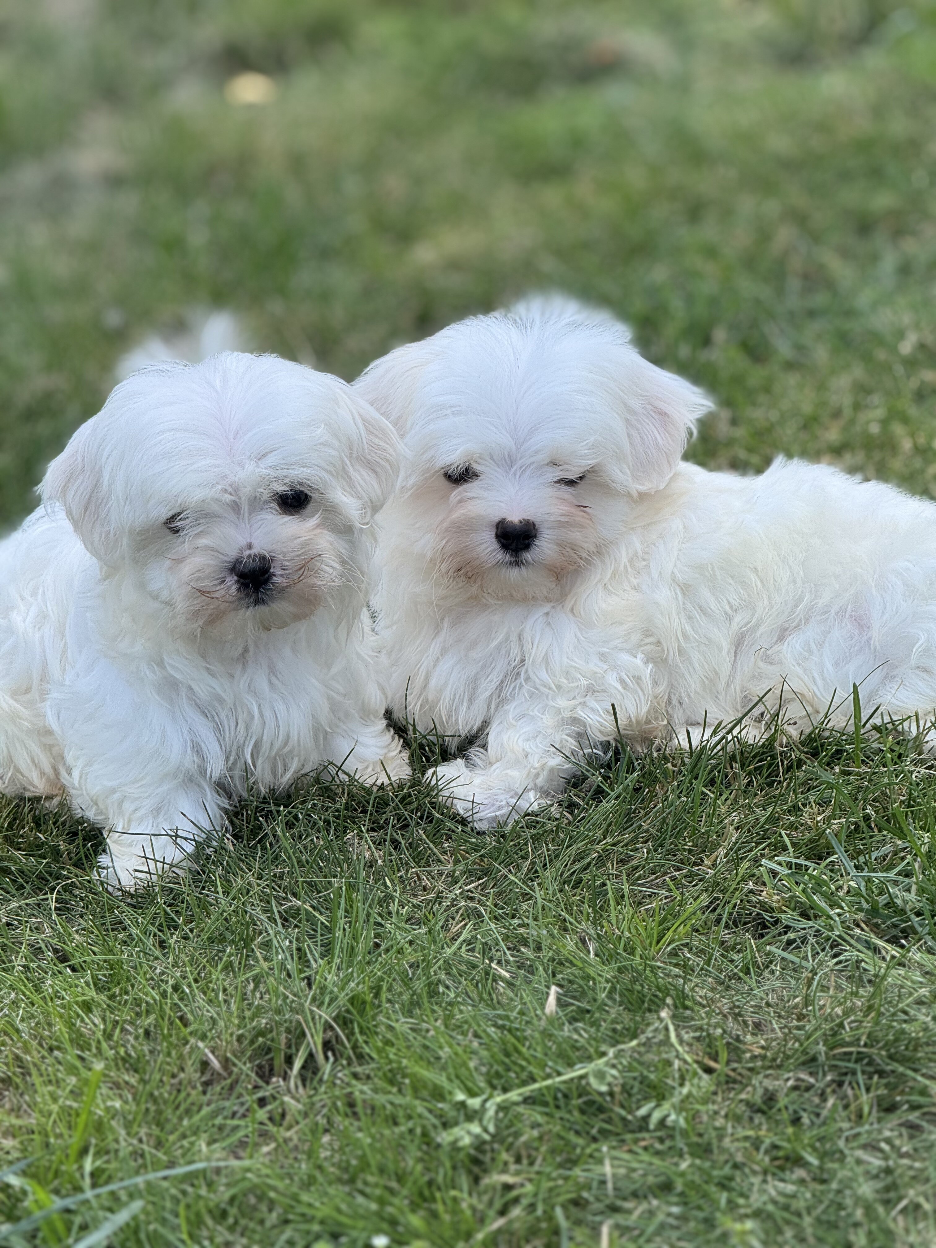 Maltese puppies image 2