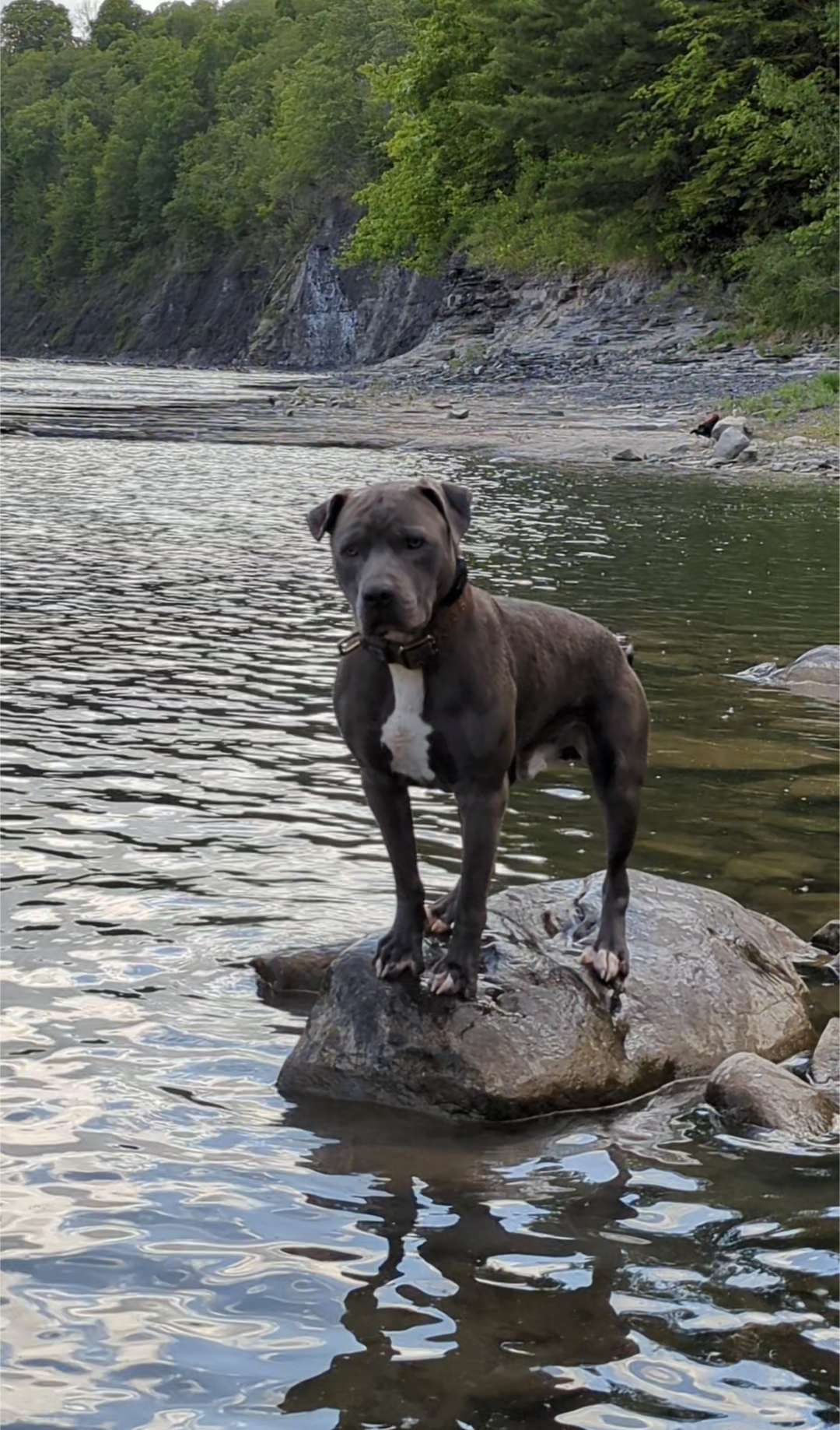 Remote controlled Pitbulls. Off leash /No fence. image 3