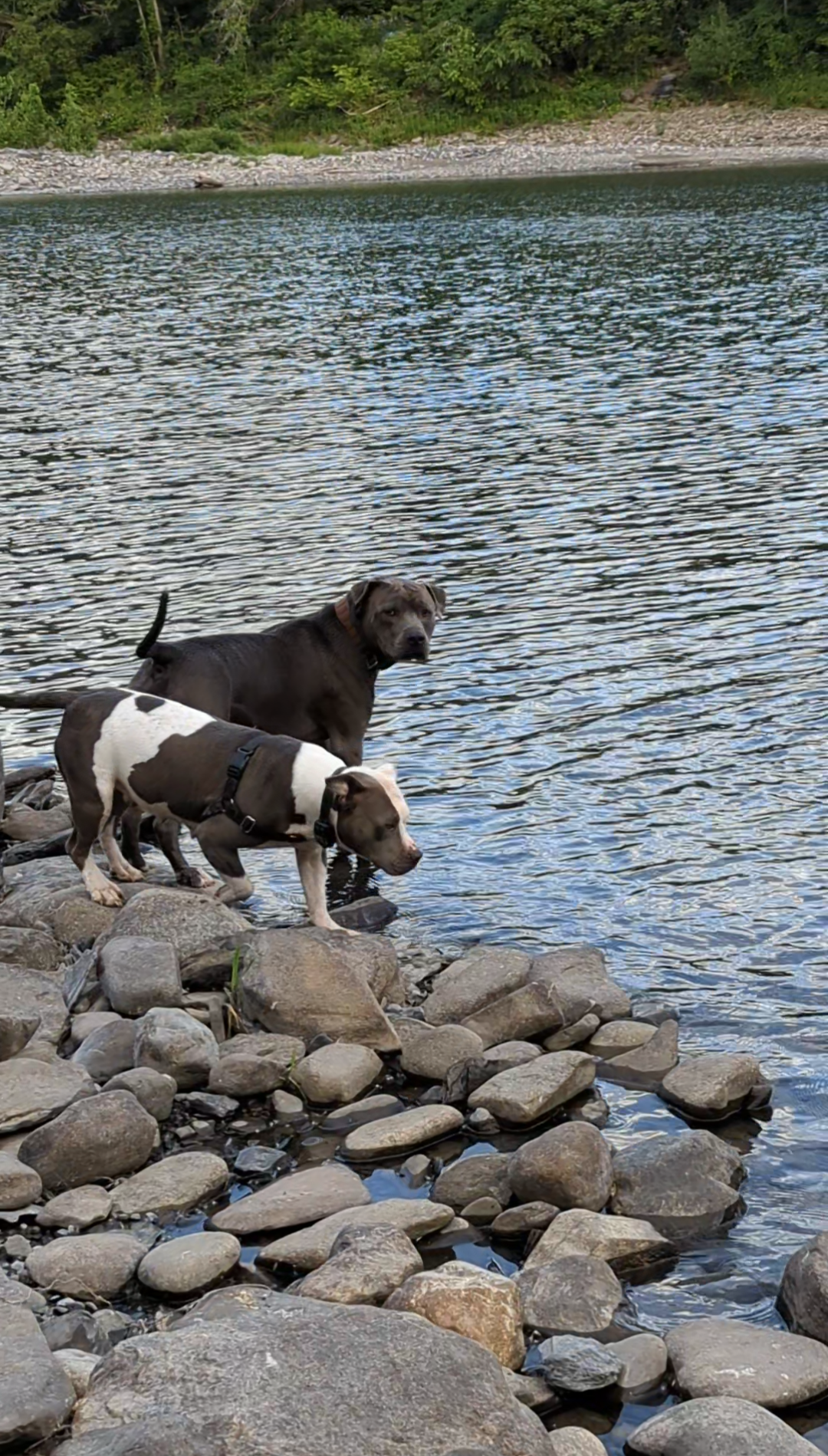 Remote controlled Pitbulls. Off leash /No fence. image 1