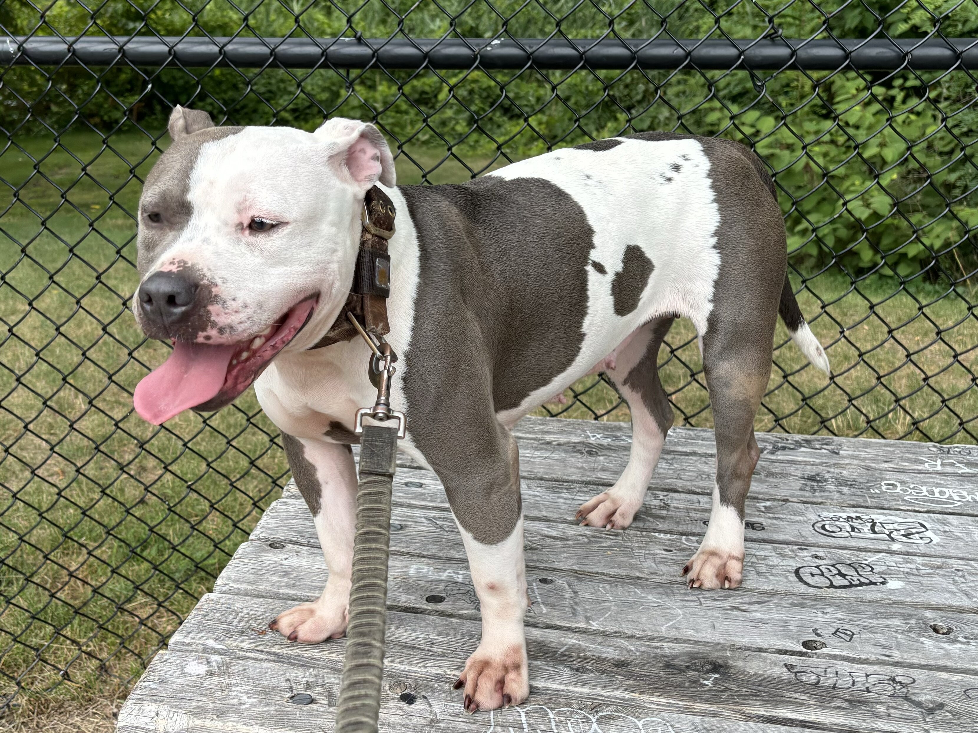 Remote controlled Pitbulls. Off leash /No fence. image 2