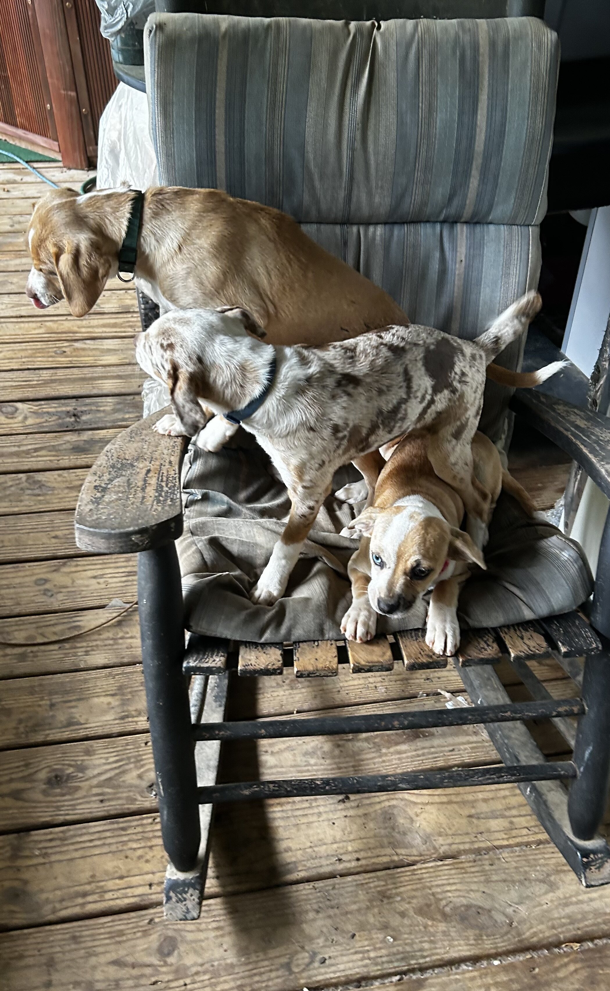 Chiweenies image 2
