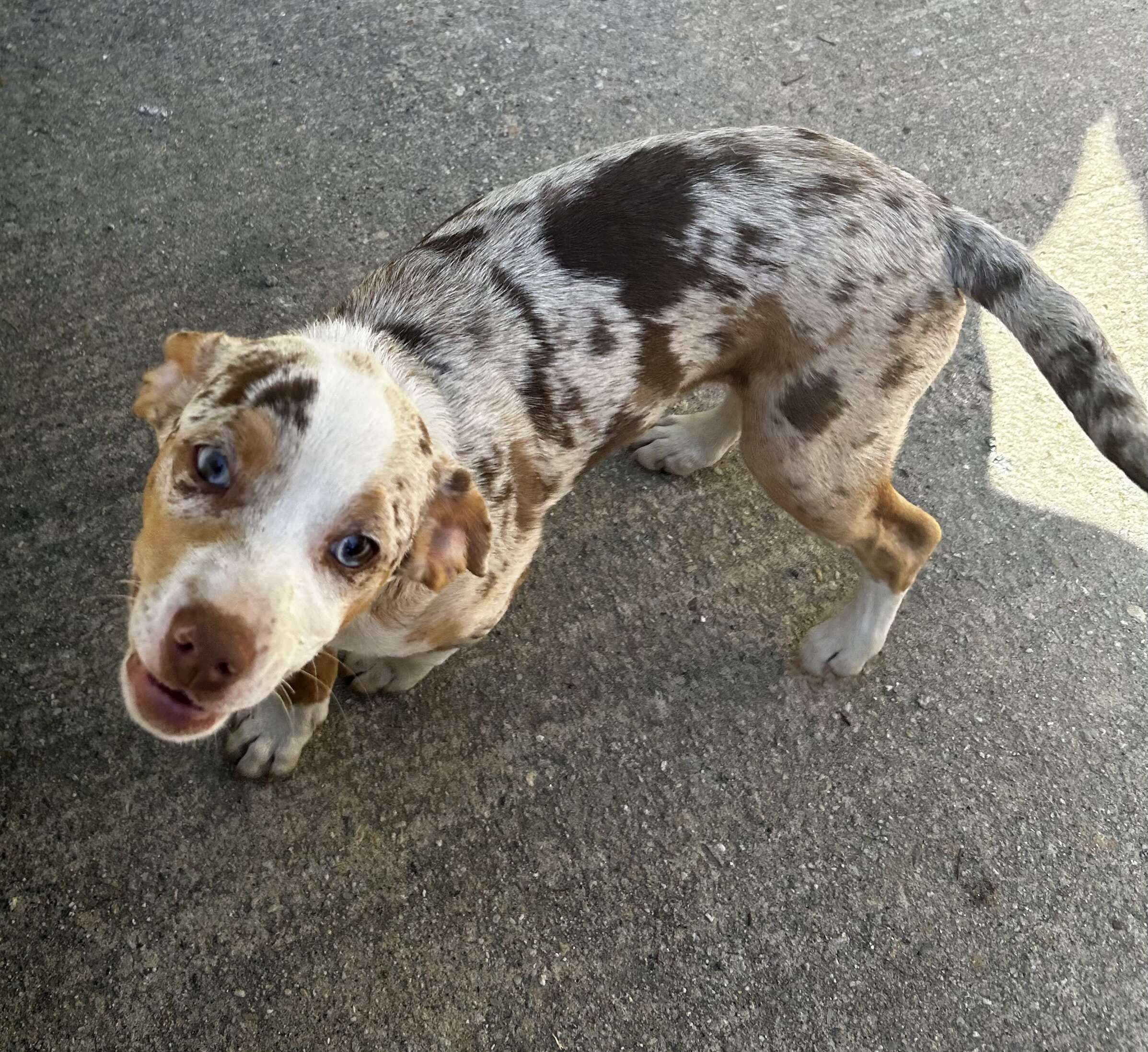 Chiweenies image 1