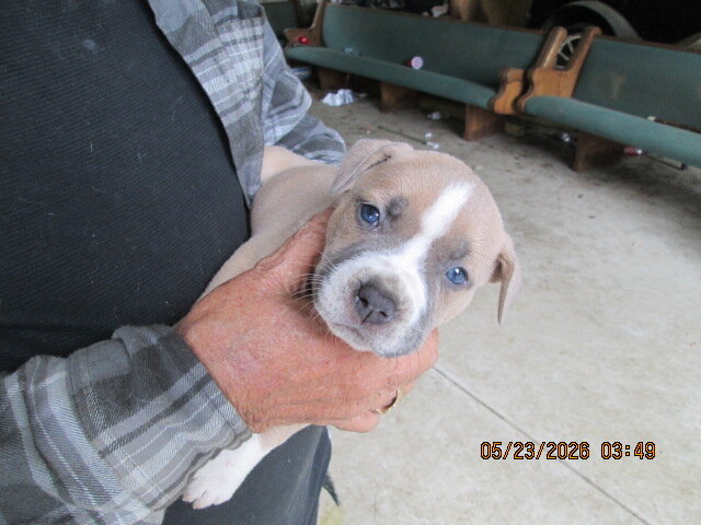 Pit bull puppys image 1