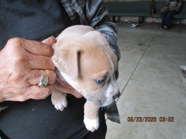 Pit bull puppys image 3