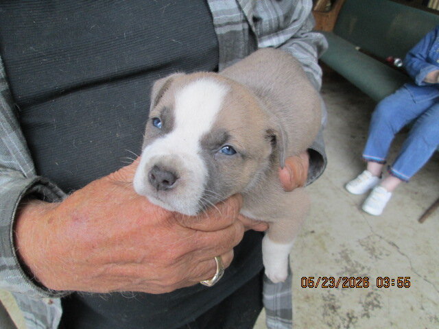 Pit bull puppys image 2