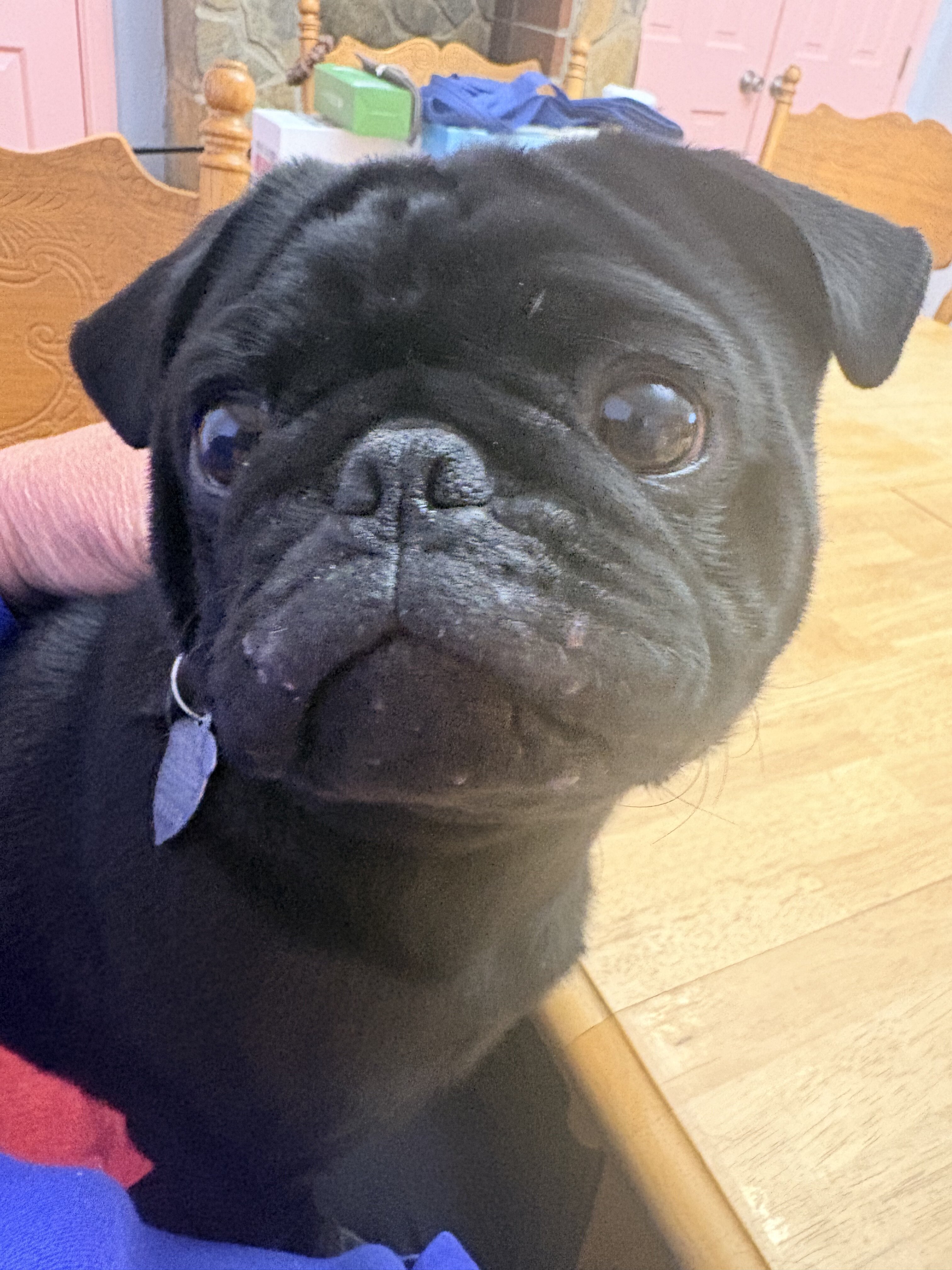 Pug 1 y.o. Male $700.00 image 1