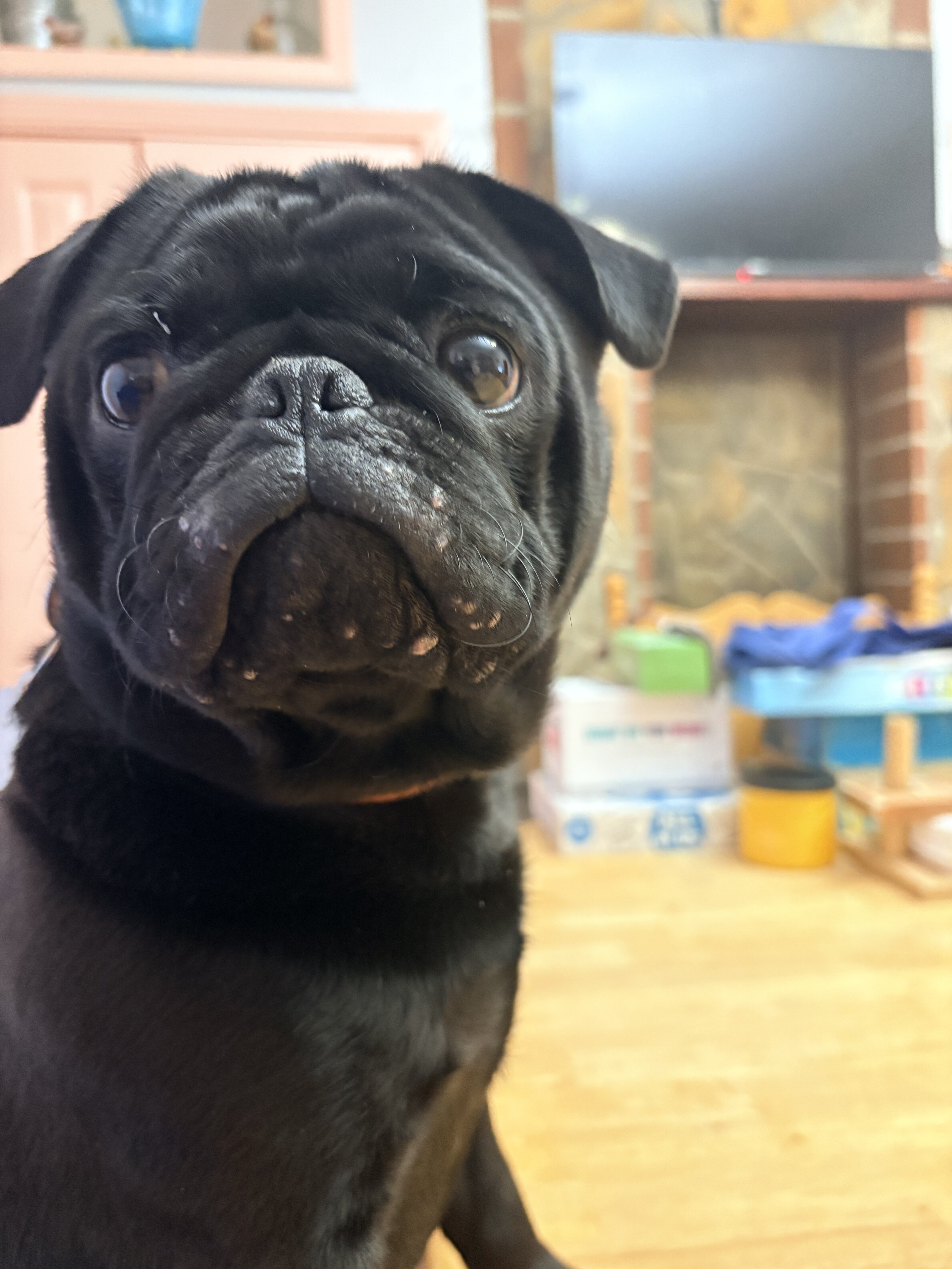 Pug 1 y.o. Male $700.00 image 2