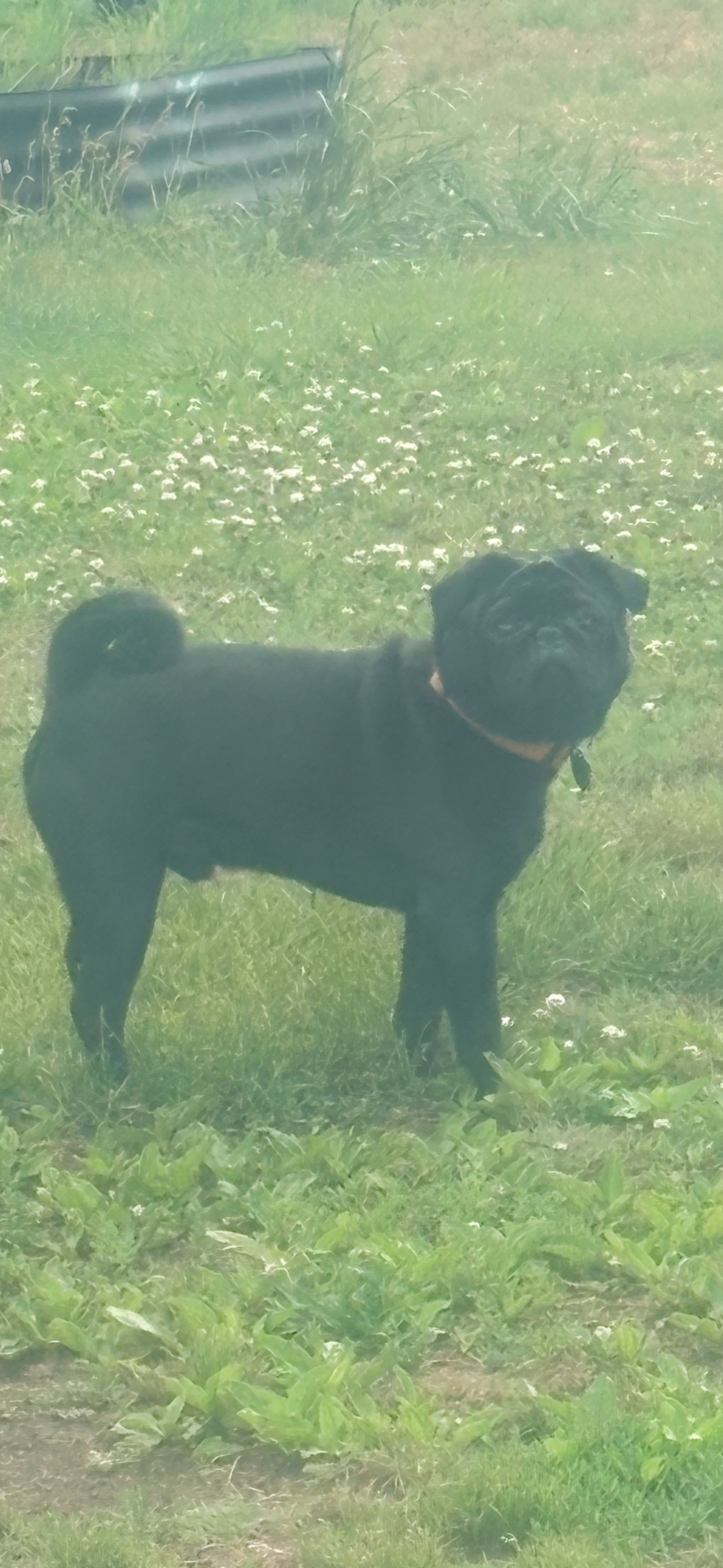 Pug 1 y.o. Male $700.00 image 3