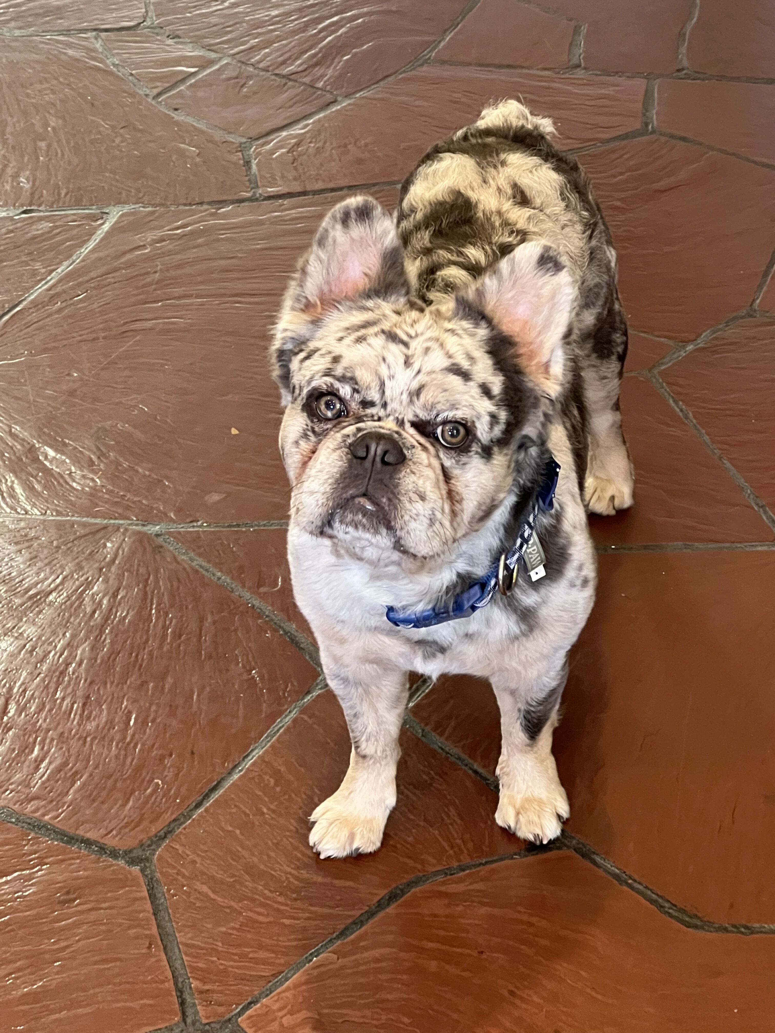 Fluffy French Bulldog Merle image 3
