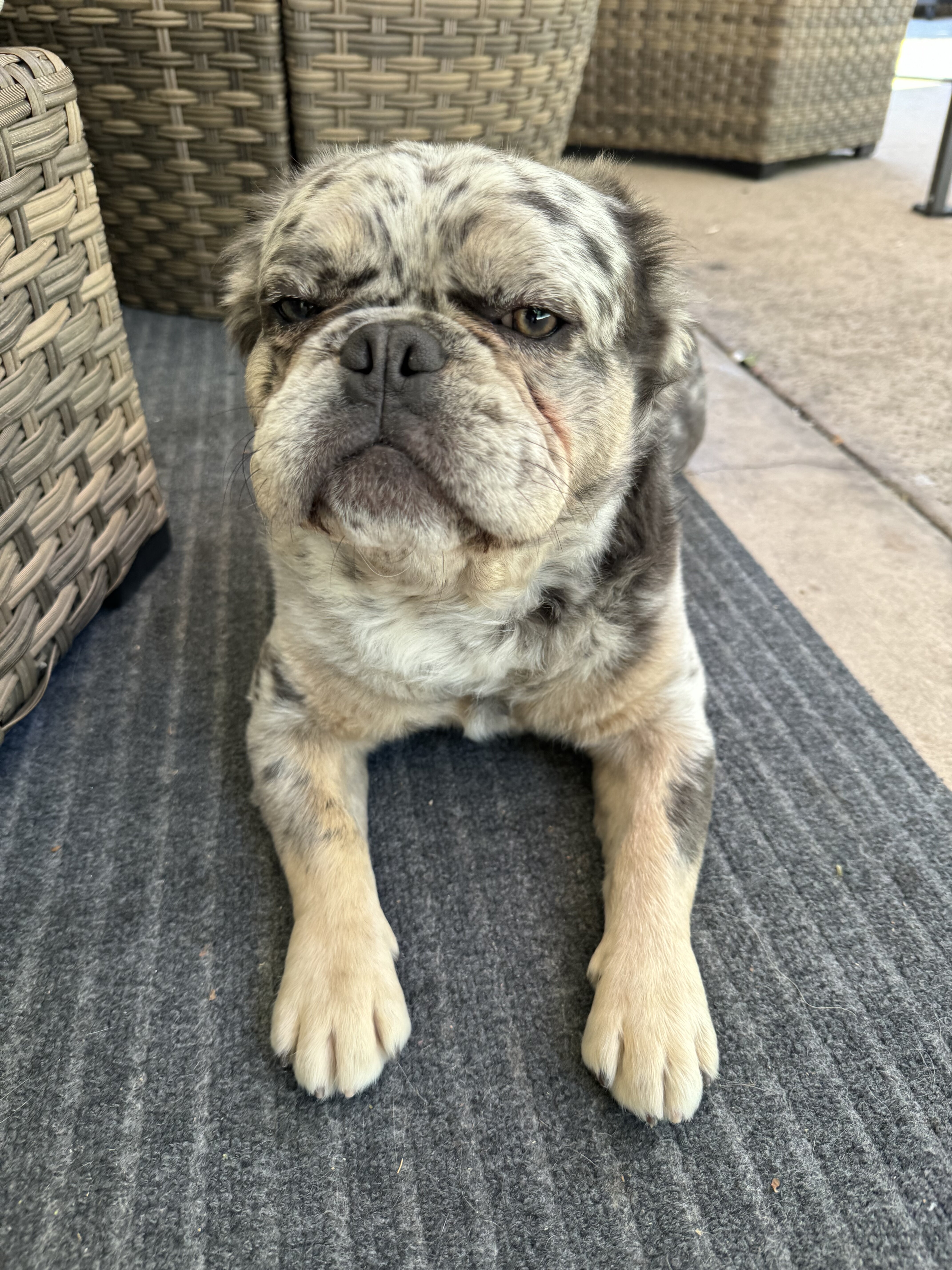 Fluffy French Bulldog Merle image 1