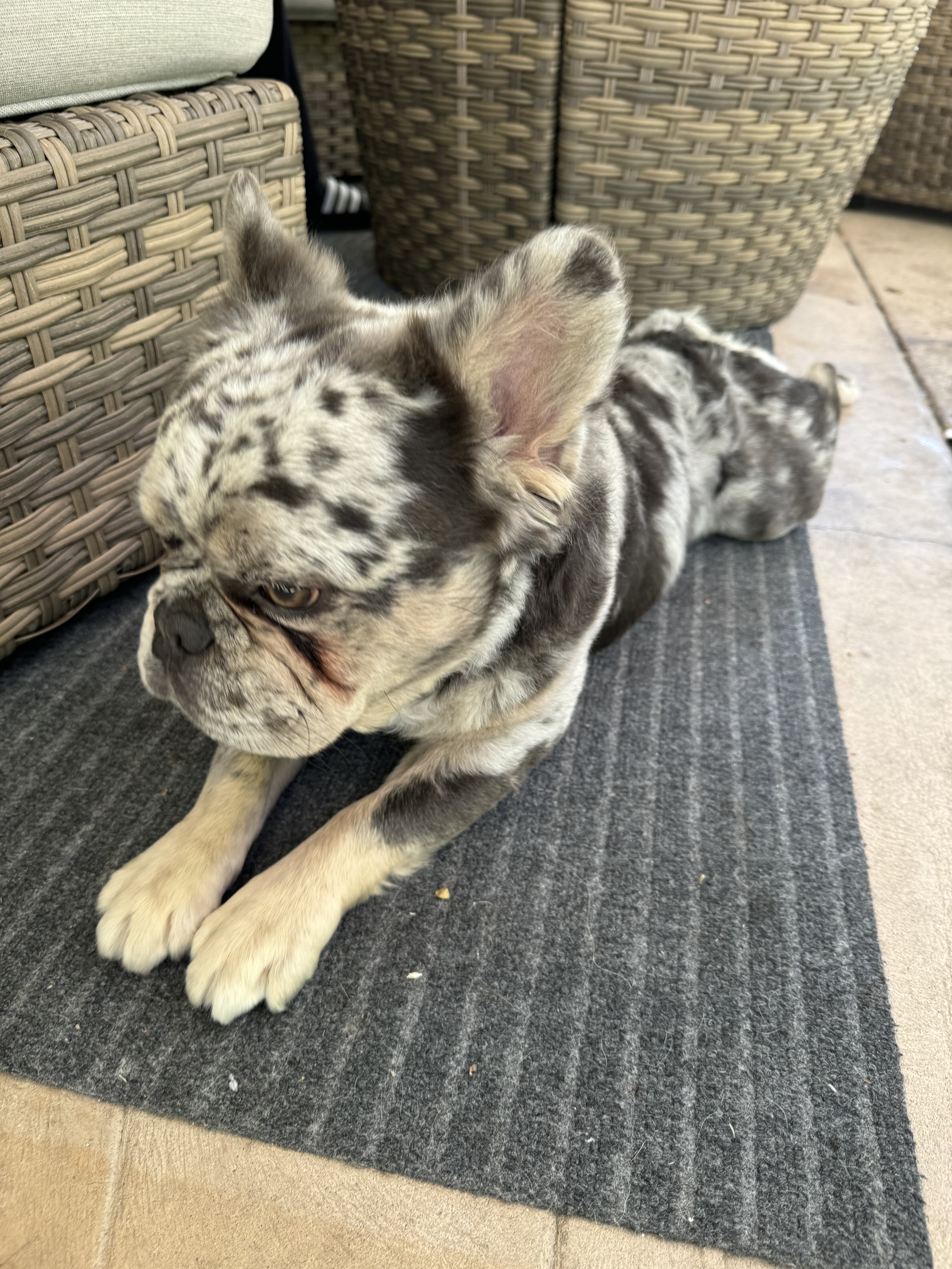 Fluffy French Bulldog Merle image 2