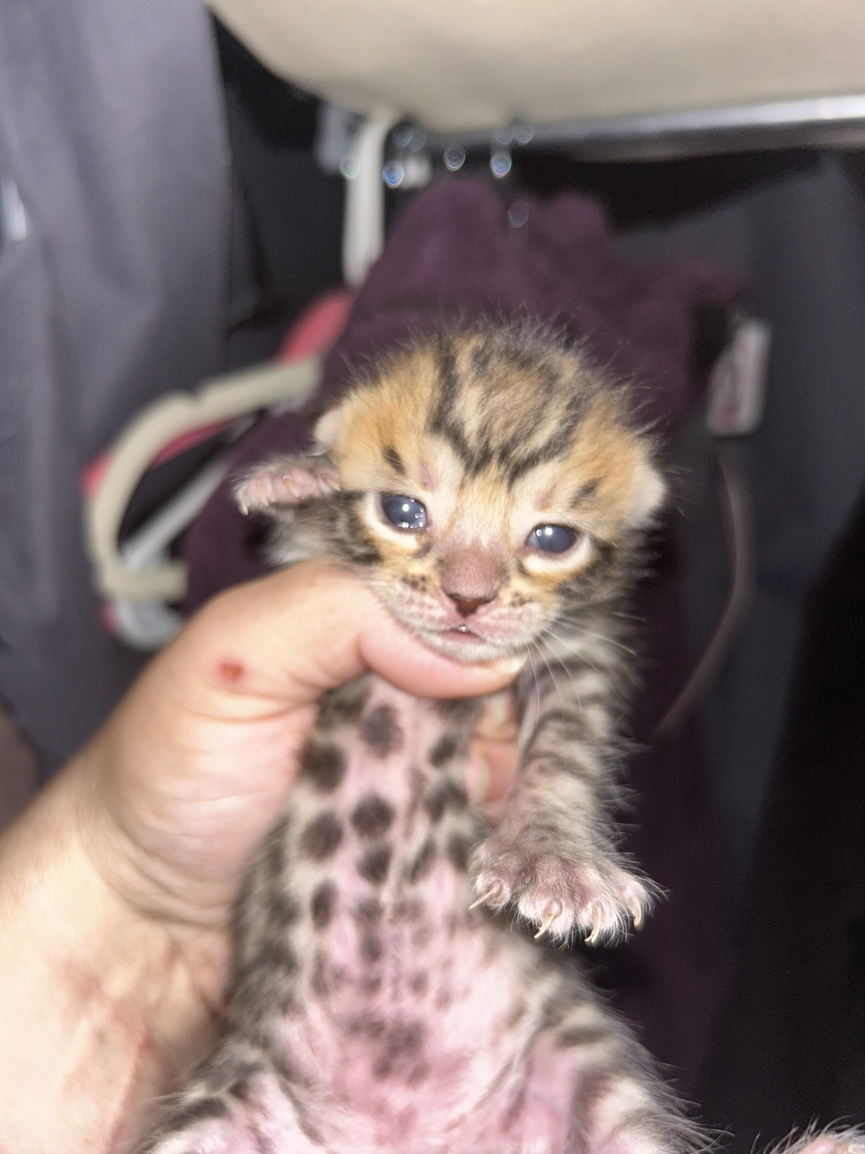 Bengal boy kittens image 1
