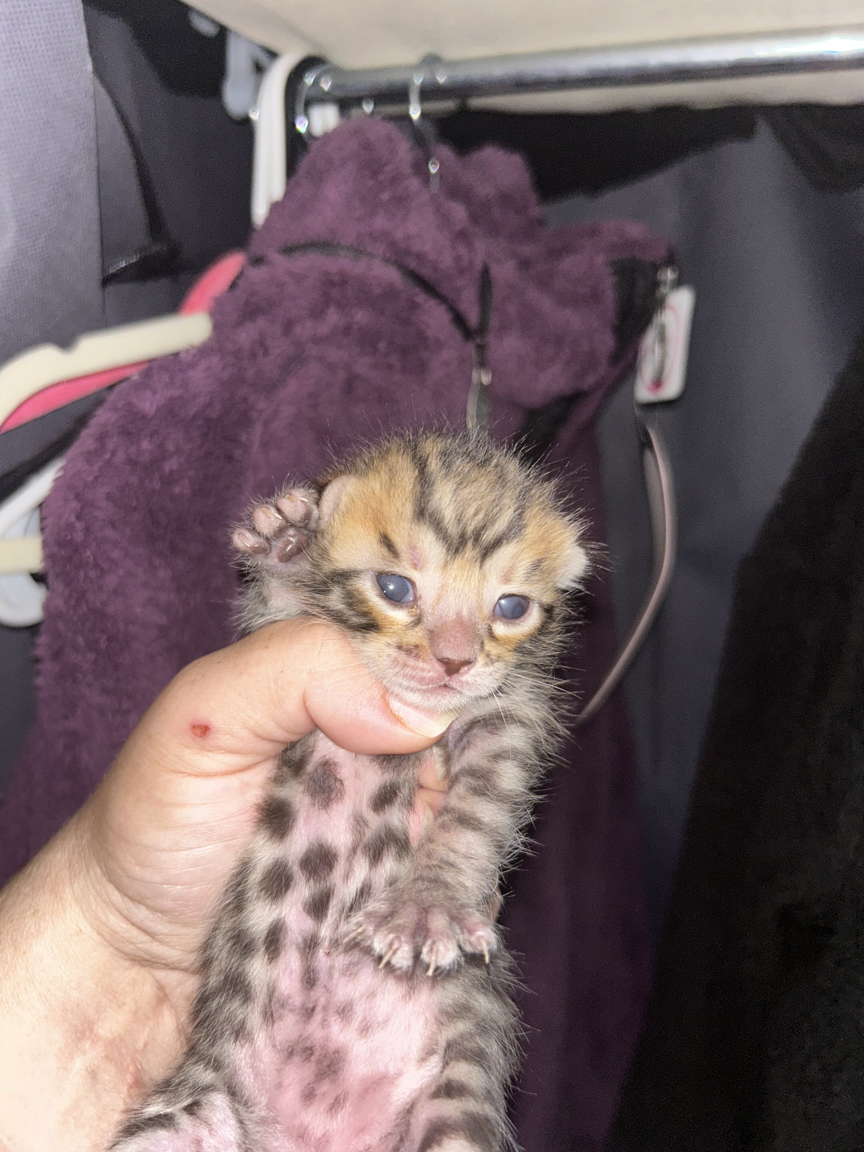 Bengal boy kittens image 3