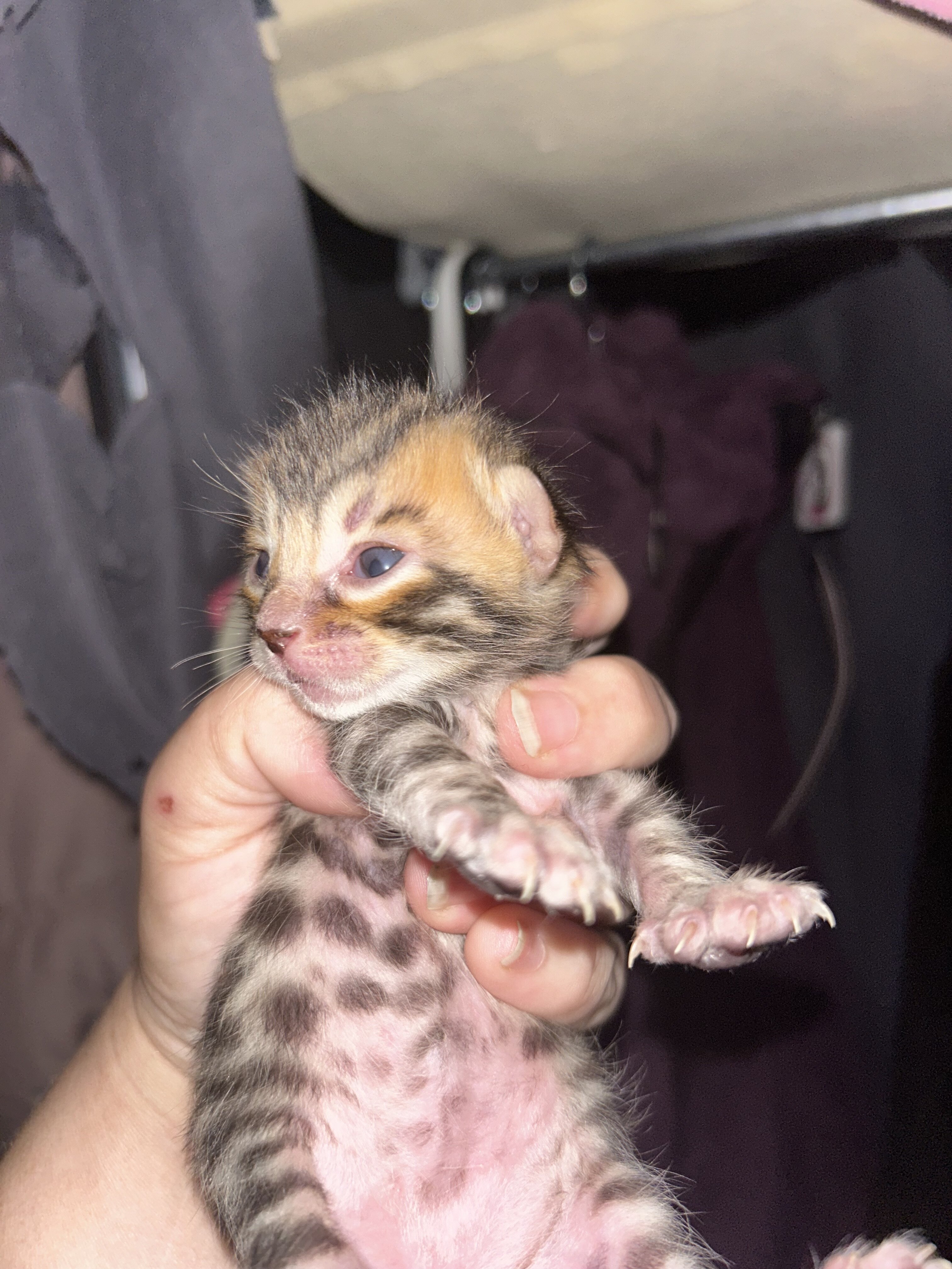 Bengal boy kittens image 2